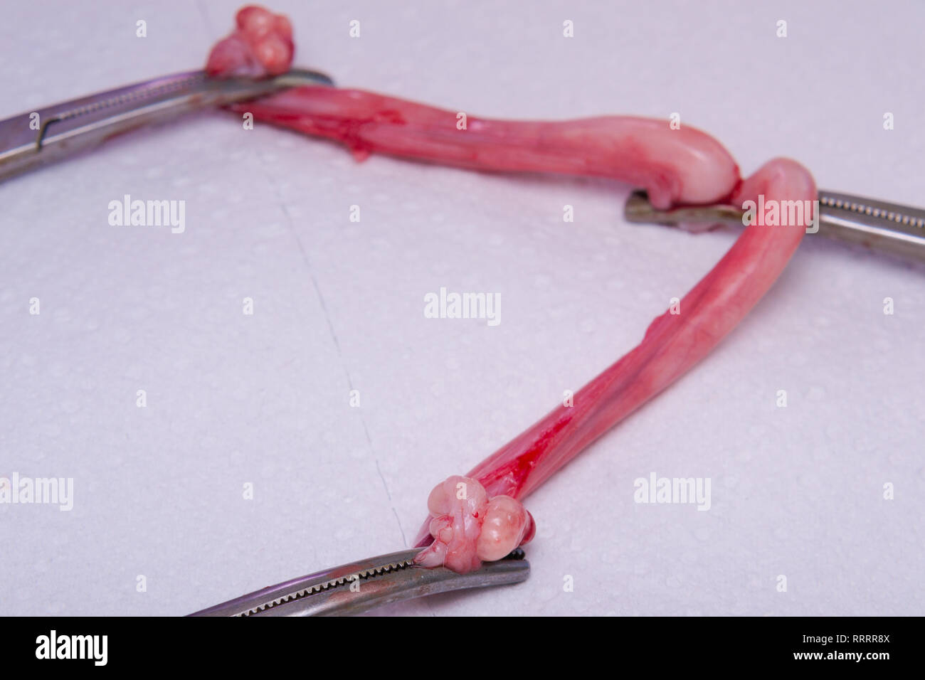 L Appareil De Reproduction D Un Chat Dans La Periode Du Rut Photo Stock Alamy L Appareil De Reproduction D Un Chat Dans La Periode Du Rut Photo Stock Alamy