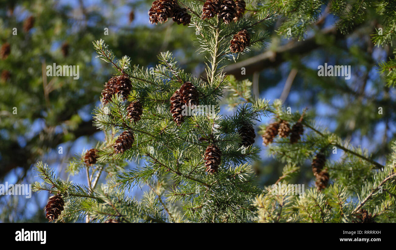 Douglasie, Nadelbaum mit braunen und Zapfen immergrünen Nadeln, im Frühjahr Banque D'Images