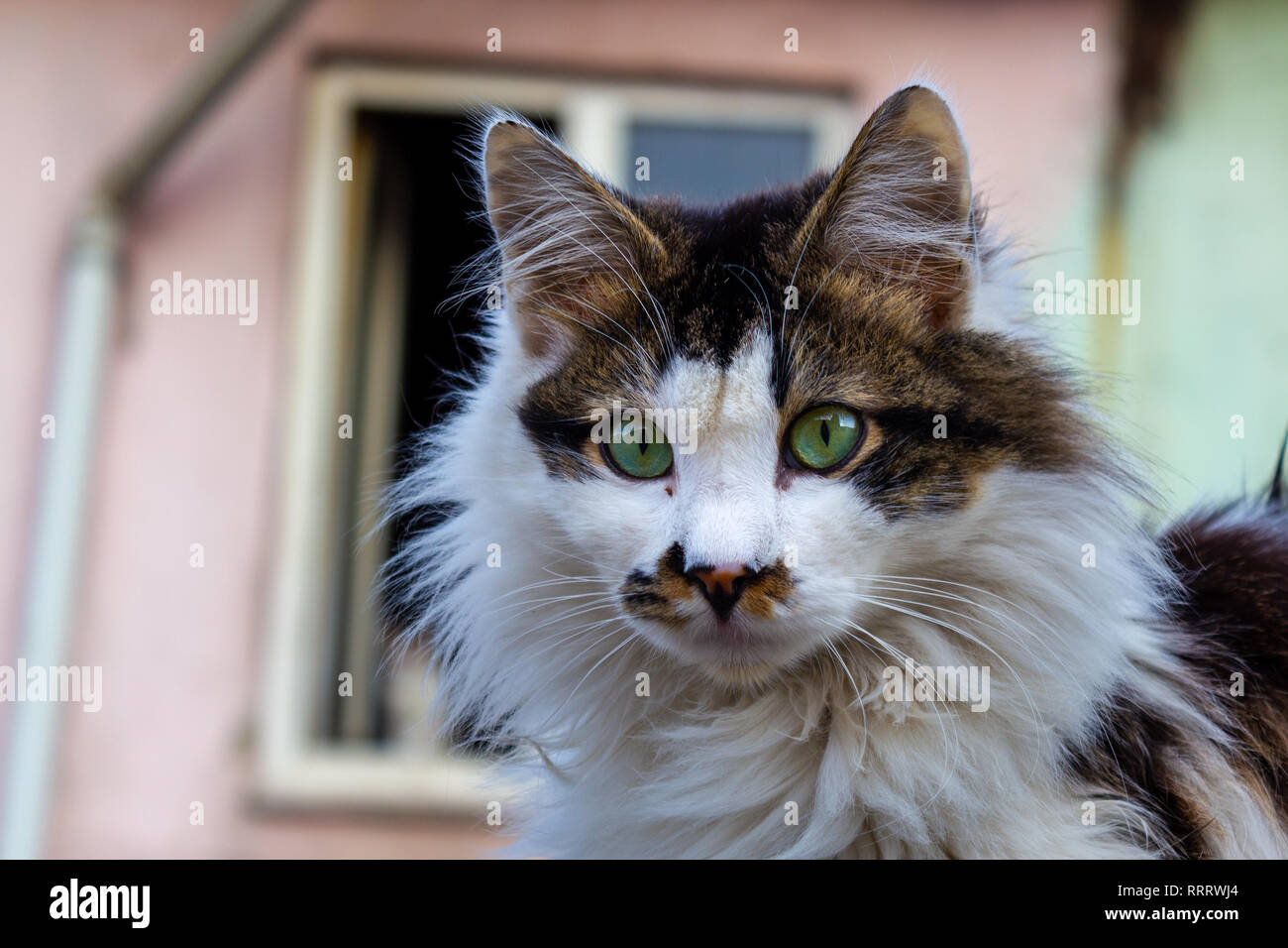 Stray alley cat, Close up Banque D'Images