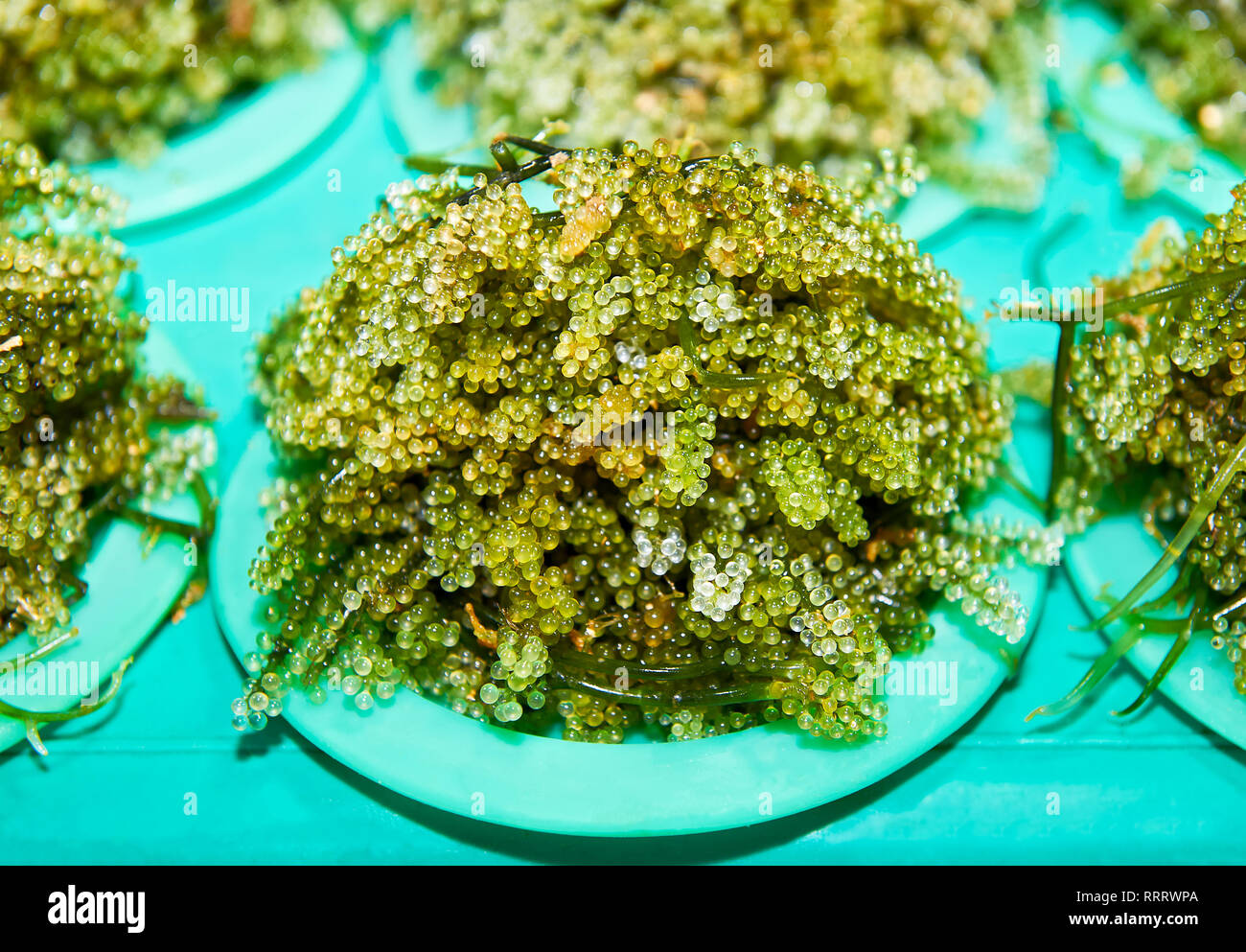 Close-up of freshly harvested algues vertes en portions sur assiettes vendues au marché central à Puerto Princesa City, Palawan, Philippines Banque D'Images