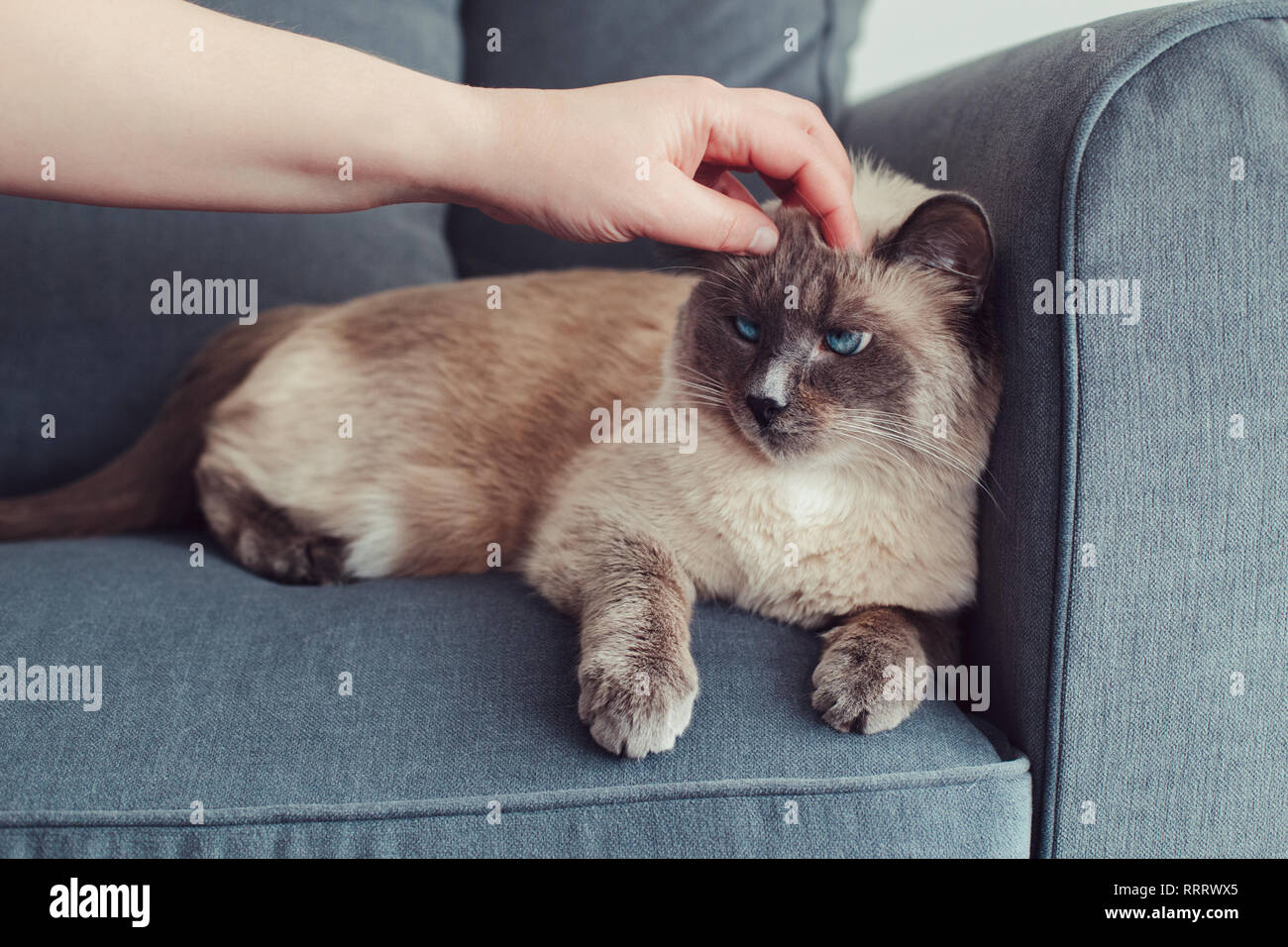 Malheureux grincheux colourpoint blue-eyed cat lying on couch canapé. Un propriétaire de toucher des animaux domestiques avec des yeux bleus. Mignon chaton félin est actionné Banque D'Images