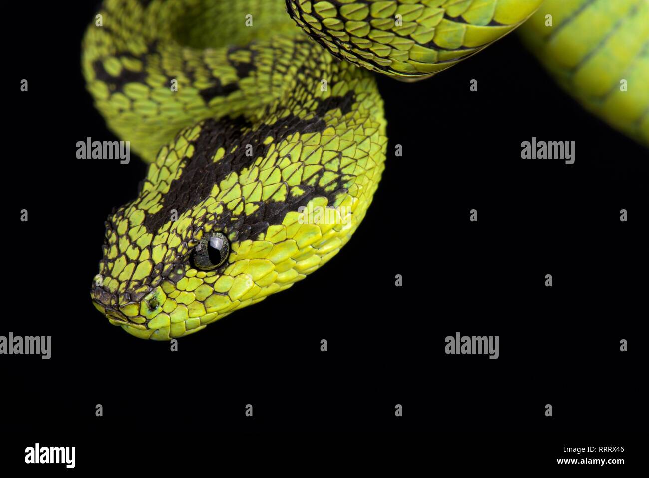 Bush viper (Grands Lacs) Atheris nitschei Banque D'Images