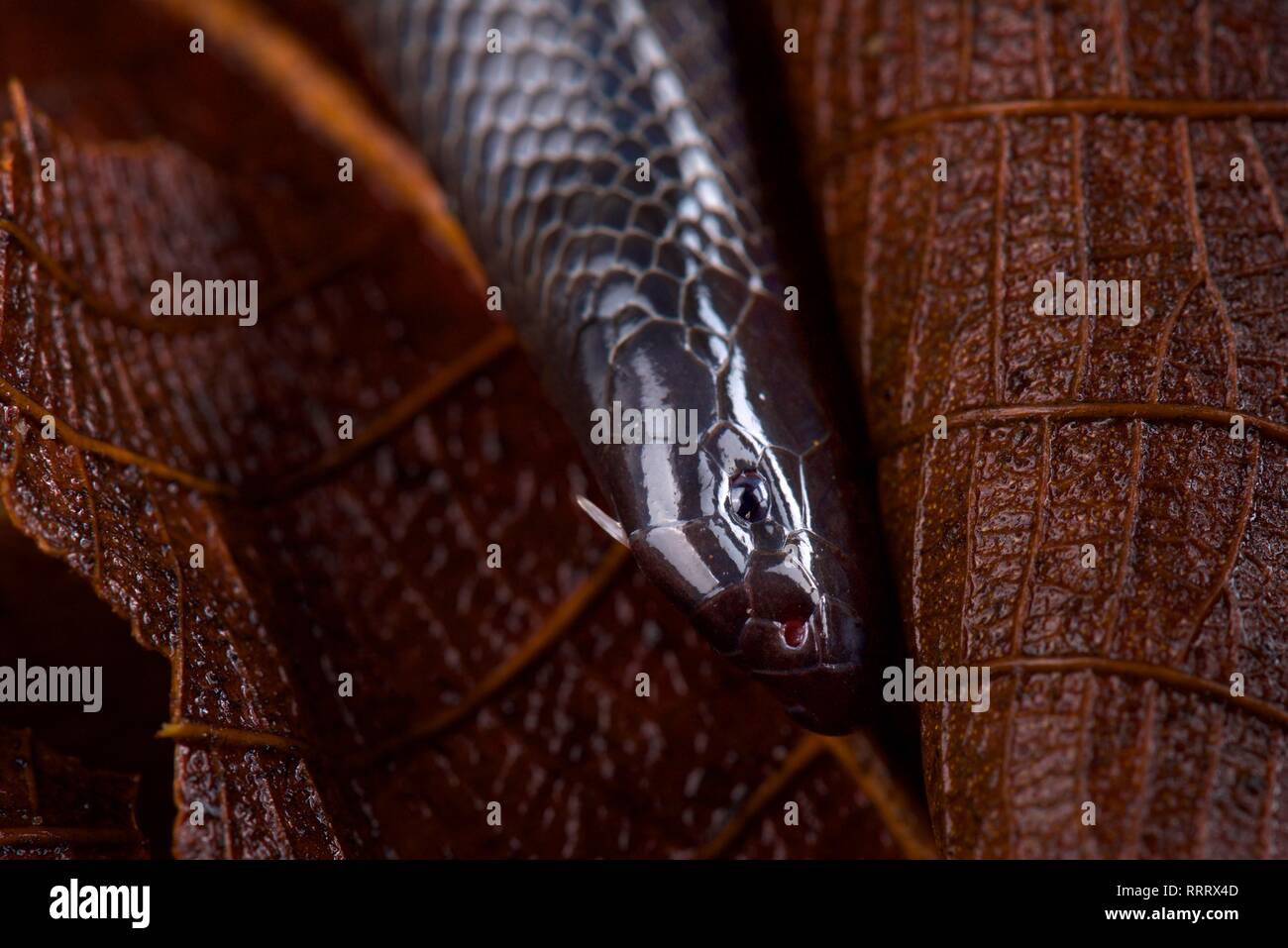 L'est de petite envergure asp fouisseurs (Atractaspis fallax) Banque D'Images