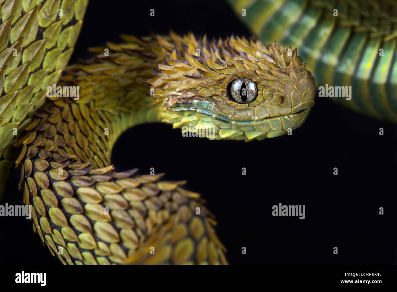 Hairy bush viper (Atheris hispida) Banque D'Images