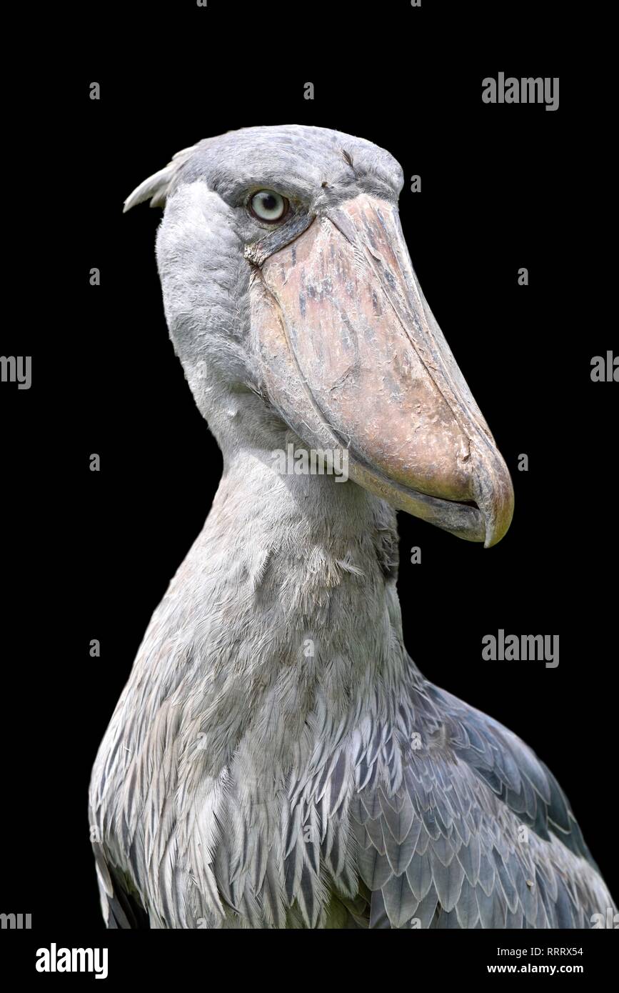 Shoebill stork (Balaeniceps rex) Banque D'Images