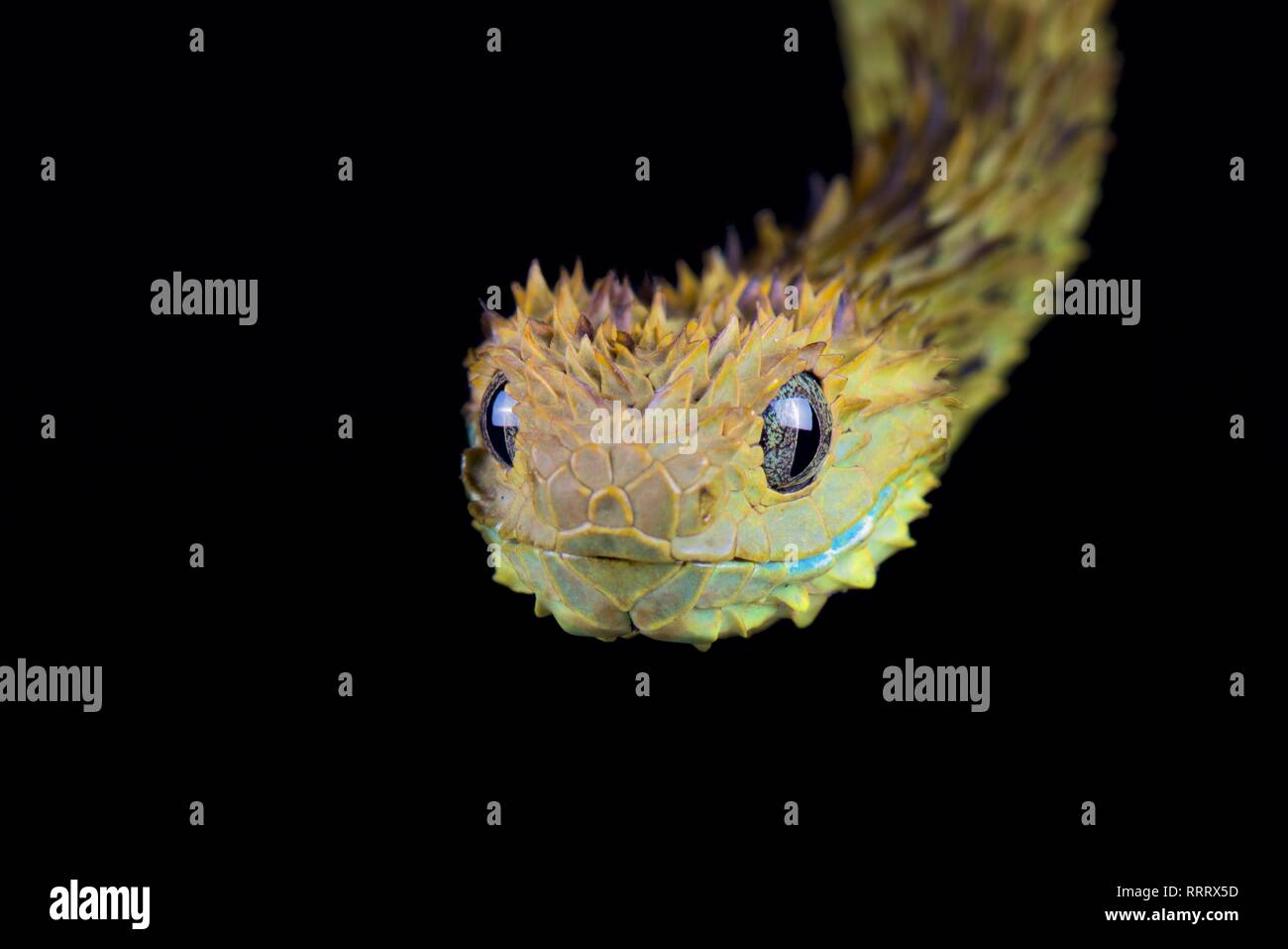 Hairy bush viper (Atheris hispida) Banque D'Images