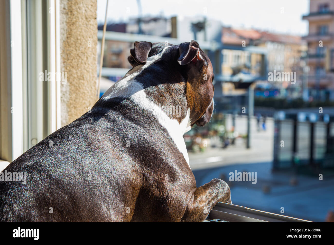 Grande belle Stafford chien à la maison, assis sur la fenêtre et à la recherche sur la rue Banque D'Images