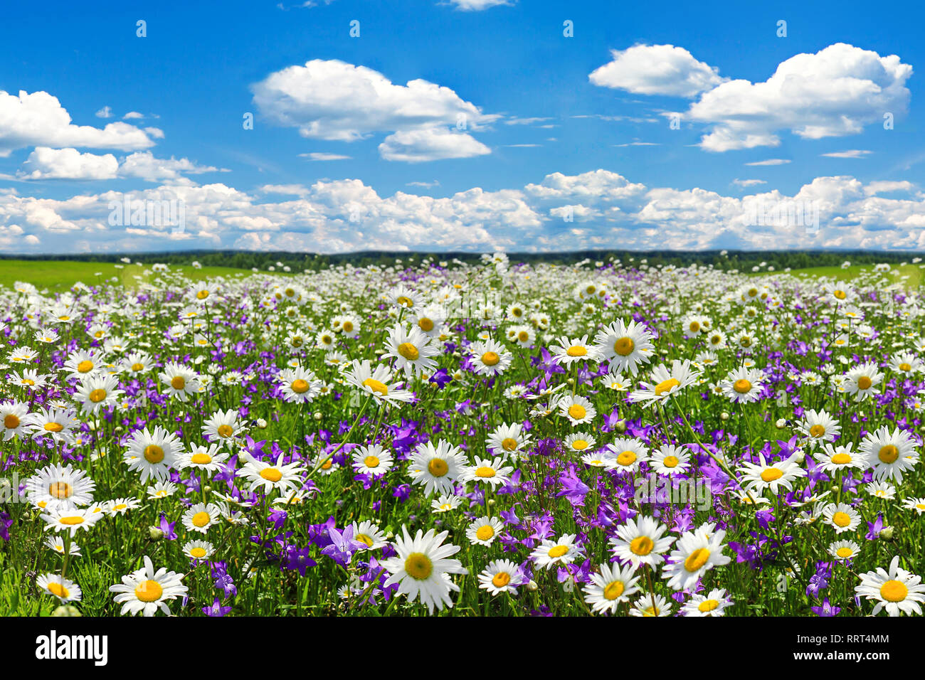 Paysage de printemps avec la floraison des fleurs sur pré. camomille blanc et violet fleurs jacinthes sur terrain. vue d'été de la floraison des fleurs sauvages dans mead Banque D'Images