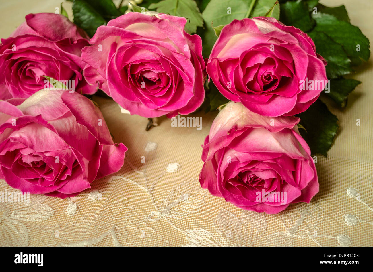 De grands chefs de grandes découvertes de magnifiques roses blanches de pétales couverts sur le bord de la frontière, rose se trouve sur le tissu ajouré Banque D'Images