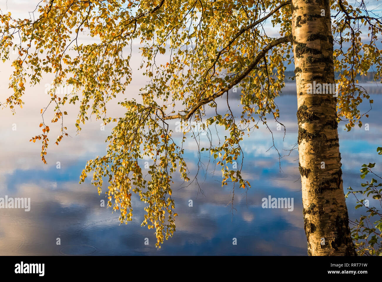 Vue panoramique du paysage d'Automne, couleurs de l'automne les arbres, l'eau bleu, arbre reflété dans le lac, les saisons changent, matin ensoleillé d'automne, automne, parc nature. Banque D'Images