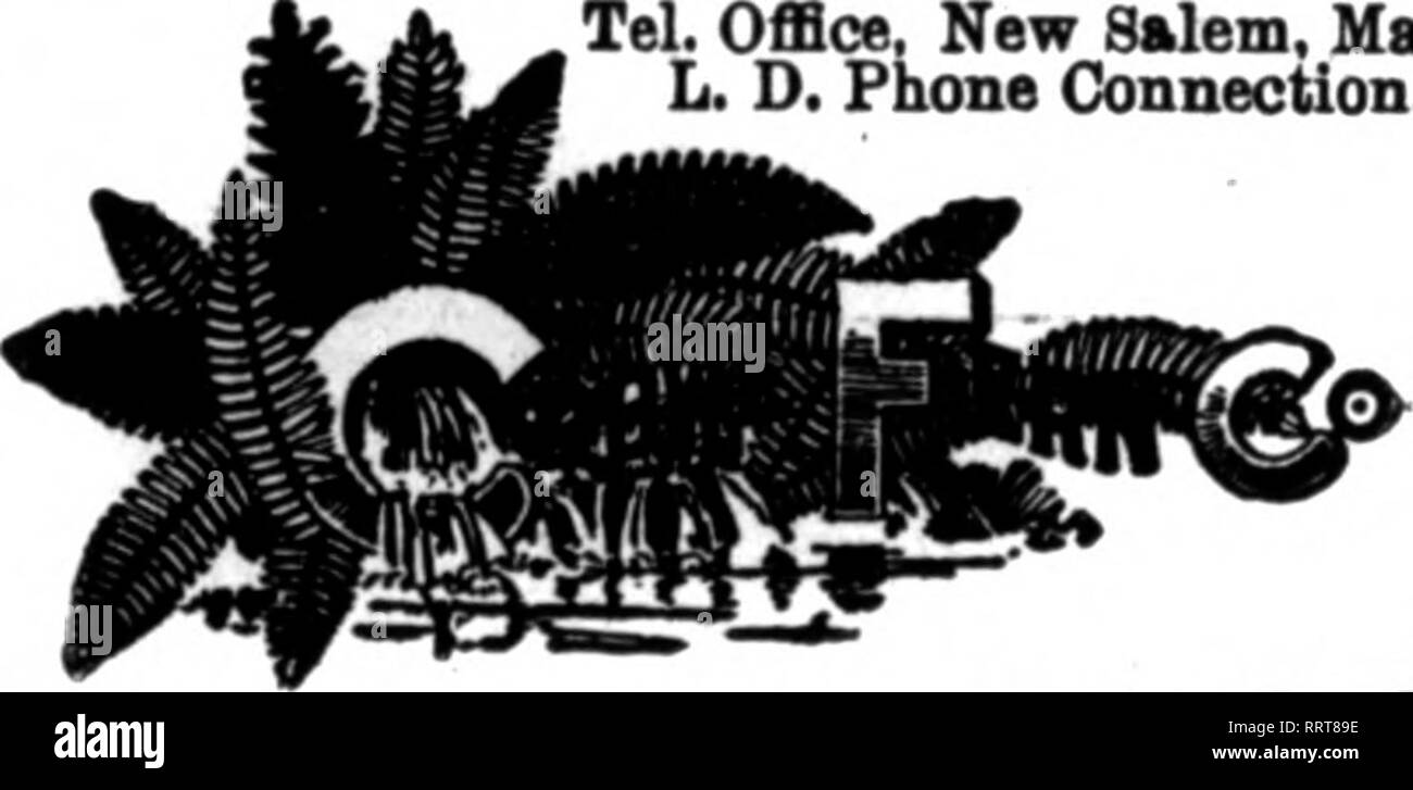. Les fleuristes [microforme] examen. La floriculture. Fougères fantaisie stock plus fins dans le pays Nous pouvons vous fournir avec un bon stock de l'année. 2,50 $ 2,80 $ par 1 000 par 1 000 M ''"^^^^^' ?'' ''^ » ^ ^r/lo((Les iwi ;.^.  ? ^^^ ; je nm : T Placez votre règlement avec nous. L'offre complète en tout temps. Pas de pénurie. WILB SMILAX, 5".lb. Le casM p"r ar", $5,00 vert bronze importés et Magnolia paniers, 1,50 $ ; 6 paniers, chaque,$1.26 Galax Leares, vert et bronze pour 1000, 1,25 $ ; de 10 000 cas, 7,50 pulvérisations Leucothoe verte extra fine, par 100, $1.00 ; pour 1000, 7,50 Feuille Vert Mousse, très bien pour la vannerie, pots de fraisage Banque D'Images