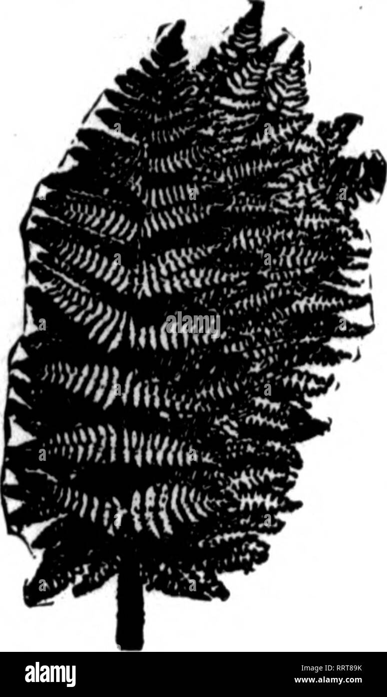 . Les fleuristes [microforme] examen. La floriculture. f ." ^ ? ? ,  ?Y i';r;i.^r 'f^Kr-^}» S"', 38 l'Horists' Review, 10 juin 1915.. Fougères fantaisie stock plus fins dans le pays Nous pouvons vous fournir avec un bon stock de l'année. 2,50 $ 2,80 $ par 1 000 par 1 000 M ''"^^^^^' ?'' ''^ » ^ ^r/lo((Les iwi ;.^.  ? ^^^ ; je nm : T Placez votre règlement avec nous. L'offre complète en tout temps. Pas de pénurie. WILB SMILAX, 5".lb. Le casM p"r ar", $5,00 vert bronze importés et Magnolia paniers, 1,50 $ ; 6 paniers, chaque,$1.26 Galax Leares, vert et bronze pour 1000, 1,25 $ ; de 10 000 cas, Vert 7,50 Leucothoe, pulvérisations par extra fine Banque D'Images
