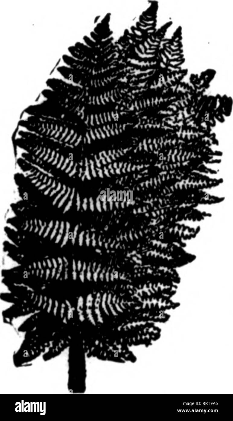 . Les fleuristes [microforme] examen. La floriculture. 98 La revue JJLXVJLB^ Fleuristes t/Y 7, 1915k M A. E Fantaisie en stock Meilleures Fougères la pays, nous pouvons vous fournir le stock crood autour de l'année. 2,00 $ par 1 000 2,00 $ par 1000 Placez votre règlement avec nous. L'offre complète en tout temps. Pas de pénurie. WILD SMILAX, soi-lb. Le casM p"r ar", $5,00 vert bronze importés et Magnolia paniers, 1,50 $ ; 6 paniers, chaque,$1.26 Galax feuilles, vert et bronze par 1000, 1,25 $ ; de 10 000 cas, 7,50 pulvérisations Leucothoe verte extra fine, par 100, $1.00 ; pour 1000, 7,50 Feuille Vert Mousse, très beau travail de fraisage, de panier Banque D'Images