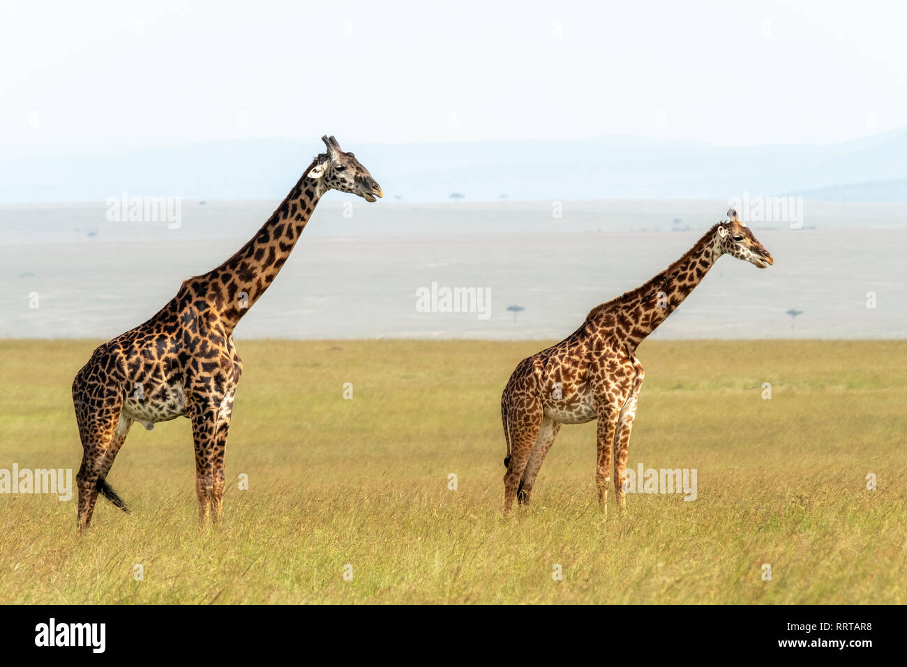 Homme et femme Masai giraffe Giraffa camelopardalis, tippelskirchii, dans les hautes herbes de la Masai Mara, Kenya. Banque D'Images