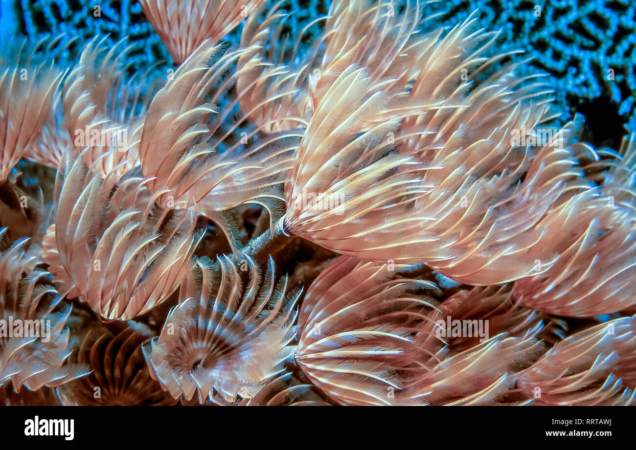 Sabellidae plumeau,les vers sont une famille de polychètes marins sédentaires vers tube Banque D'Images