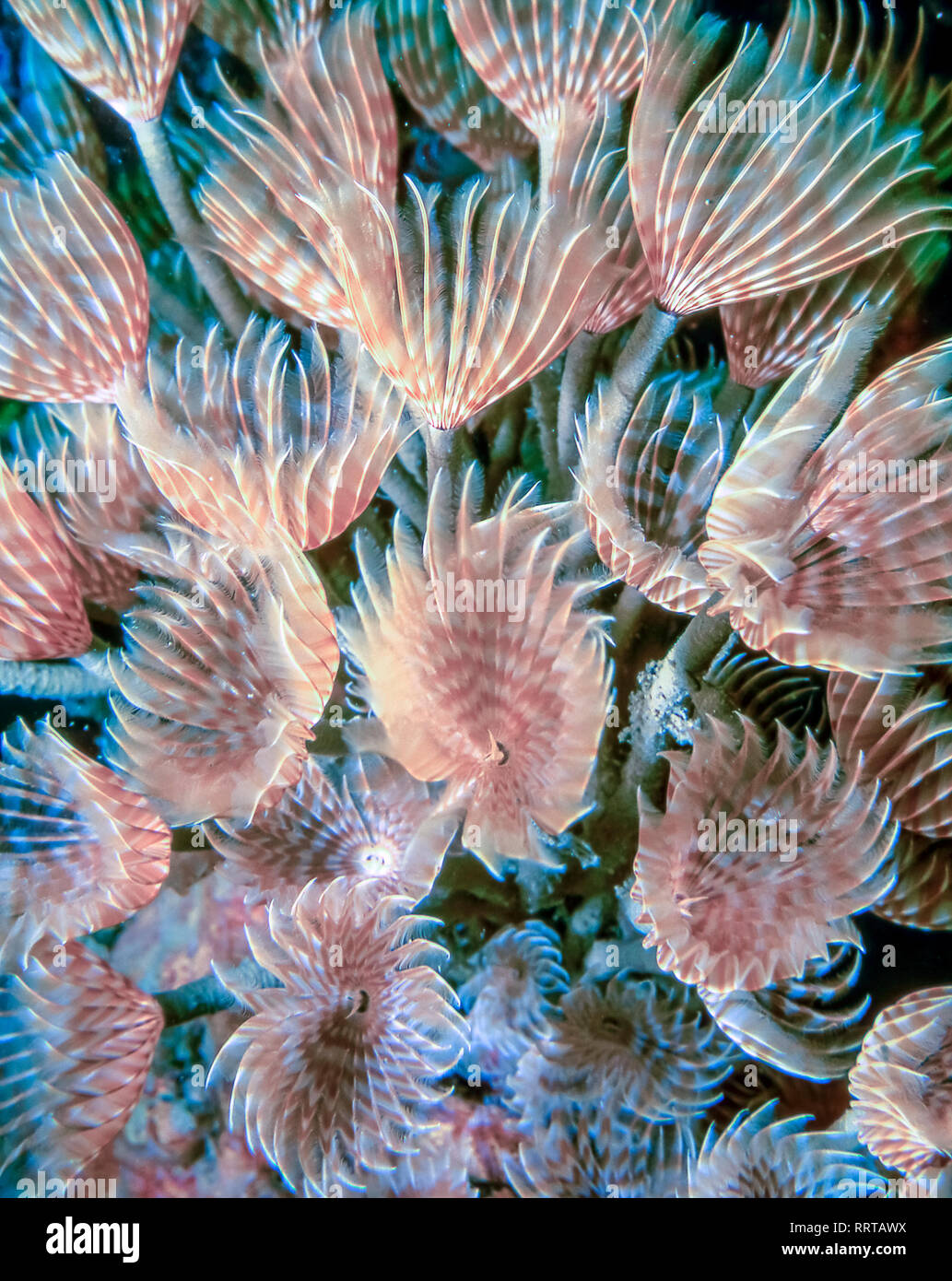 Sabellidae plumeau,les vers sont une famille de polychètes marins sédentaires vers tube Banque D'Images