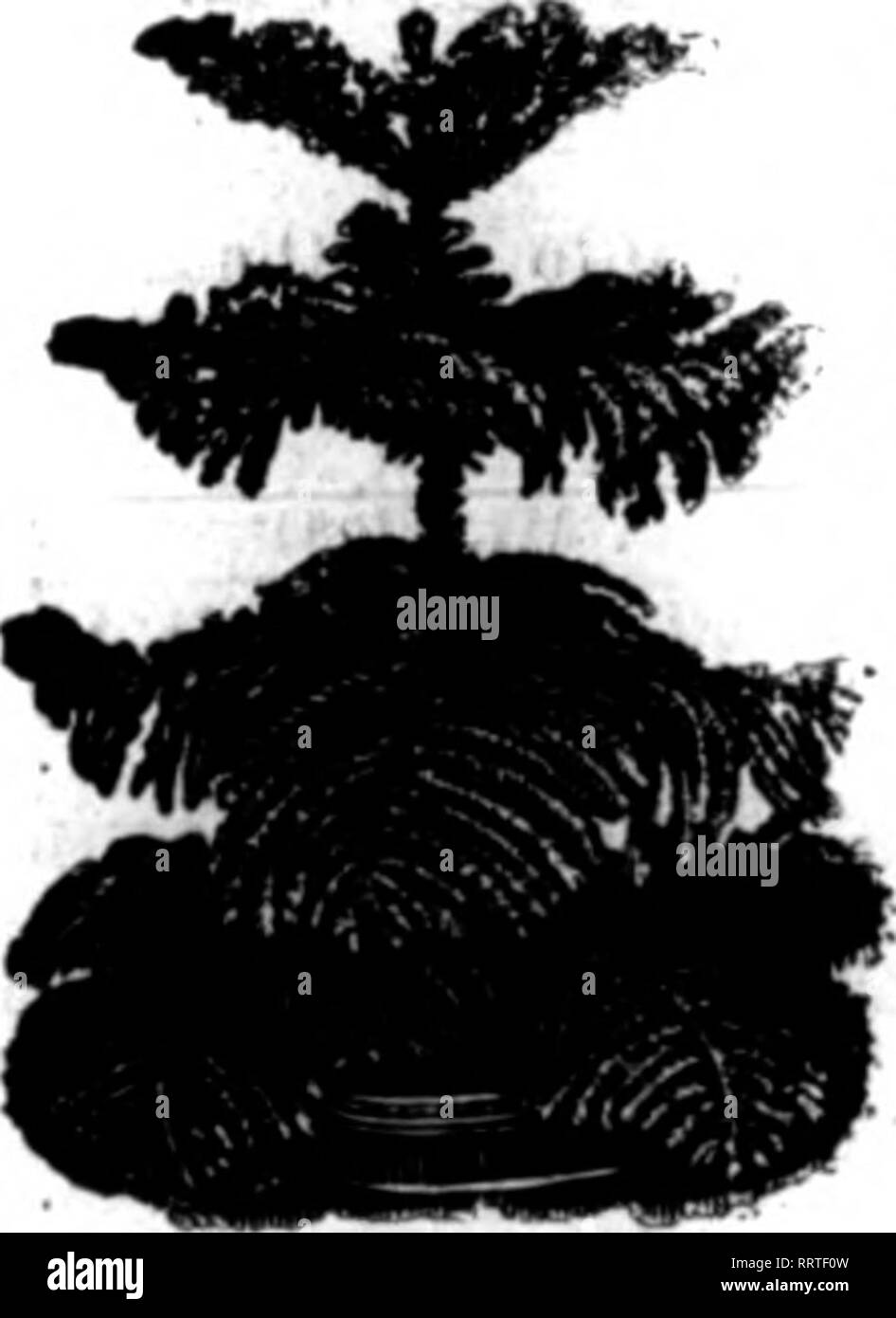 . Les fleuristes [microforme] examen. La floriculture. Acheter maintenant, alors que le temps le permet d'Araucaria excelsa, envoi sûr notre spécialité, à croître sur si CONNU QU'IL N'Y A BESOIN D'ÊTRE ABAUCABIA EZCEIiSA SAH), Avril, 1913. L'importation, maintenant bien établi, plantés en 5, 5ji et 6 pots, 3, 4, 5 et 6 niveaux, 12, 14, 16, 18 et 20 pouces de haut, à 40c, 50C, 60c et 75c à 1,00 $ ; 25 à 30 pouces de haut, 1,25 $ à 1,50 $ ; ou Olanca Bobnsta Eulepte excelsa, 1,25 $ et 1,50 $. ASFABAOUS SPBENaSBI ^^, 2 pots, 3 $ par 100 ; 4-in., 10c. ABPABAOUS PZ;T7M0SVS, NANTTS 2 % pouces, 3,00 $ par 100 $, 25,00 pe Banque D'Images