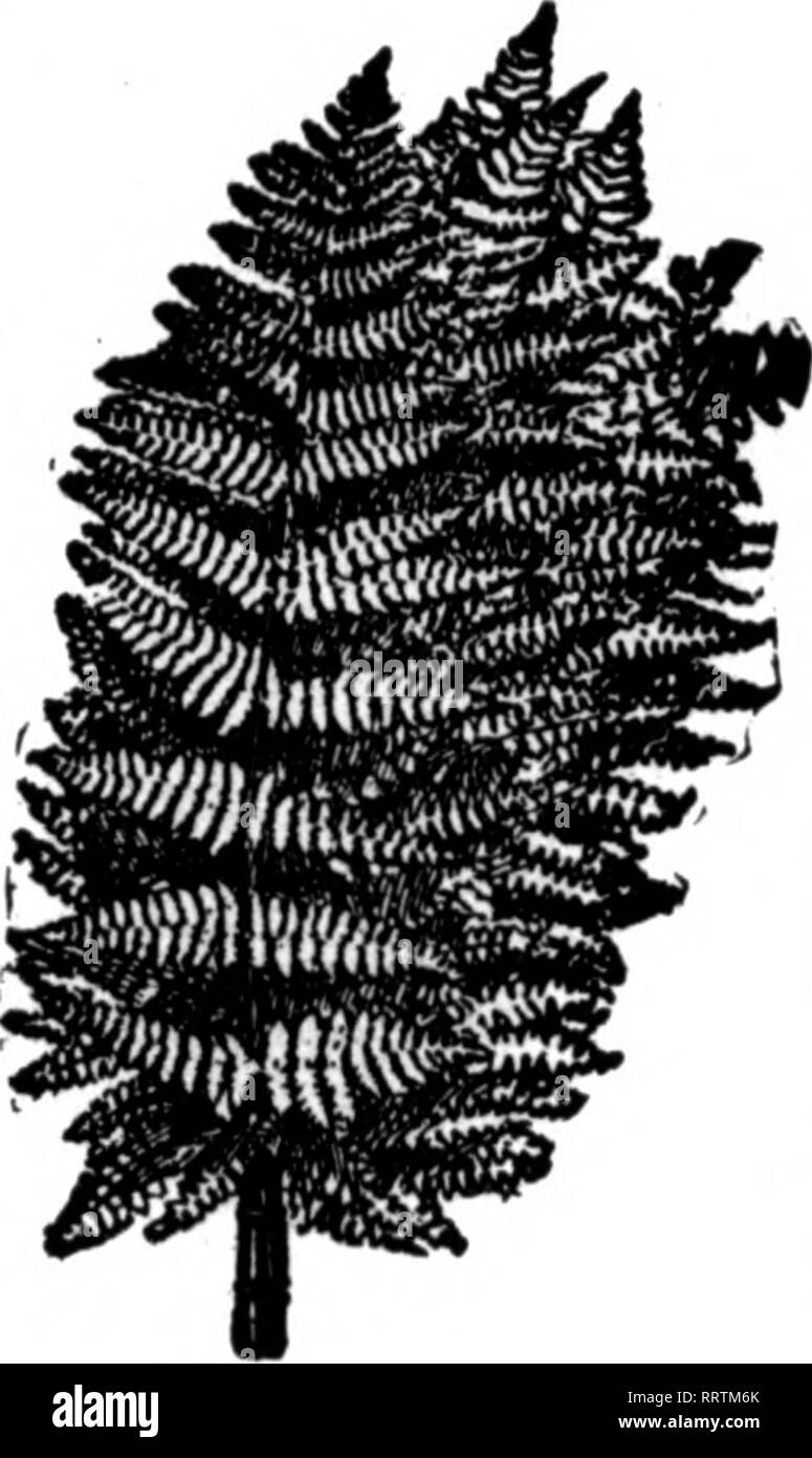 . Les fleuristes [microforme] examen. La floriculture. 38 L'examen pour fleuristes 4 PbbbdaBy, 1915. M .•»^^^:c. T -^^^ mo'Z. • ?""IIV"*i- Fougères fantaisie stock plus fins dans le pays Nous pouvons vous fournir avec un bon stock de l'année. 2,00 $ par 1 000 2,00 $ par 1000 Placez votre règlement avec nous. L'offre complète en tout temps. Pas de pénurie. SMILAX SAUVAGES 50,1, b. le casM. p"r ar", $8,00 vert bronze importés et Magnolia paniers, 1,50 $ ; 6 paniers, chacun, 1,25 $US Galax feuilles, vert et bronze par 1000, 1,25 $ ; de 10 000 cas, Vert 7,60 Leucothoe^aérosols, par 100 extra fine, $1.00 ; pour 1000, 7,50 Feuille Vert Mousse, très f Banque D'Images