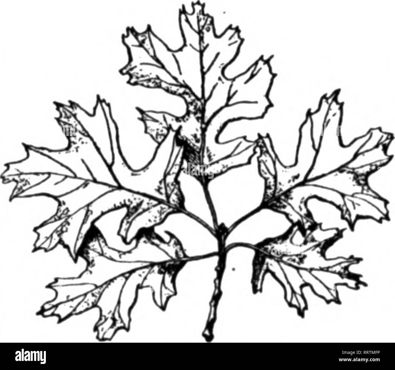 . Les fleuristes [microforme] examen. La floriculture. Écorce de bouleau (imitation JOYEUX NOËL BANNBR-12 pieds de long.) ^m % ^^^^M J H B f '^^^^ w Y Ik ? Vacances offre spéciale dès réception de $5.00 et le nom de votre revendeur, nous vous enverrons un échantillon de notre assortiment de conserves de feuillages, comprenant les éléments suivants : 5 lbs. de chêne américain de sprays. Et rouge Oreen 1 carton assorties d'arbustes de chêne américain, noyer américain 1 RDT couronne de chêne, avec Poinsettia 1 lb. Ruscus, rouge n° 1 Qualité 1 lb. Parc naturel préservé Lycopodium 1 lb. Fougères parisien 1 lb. Statice 1 écorce de bouleau d'imitation des échantillons de bannière de Noël Polnsett velours Banque D'Images