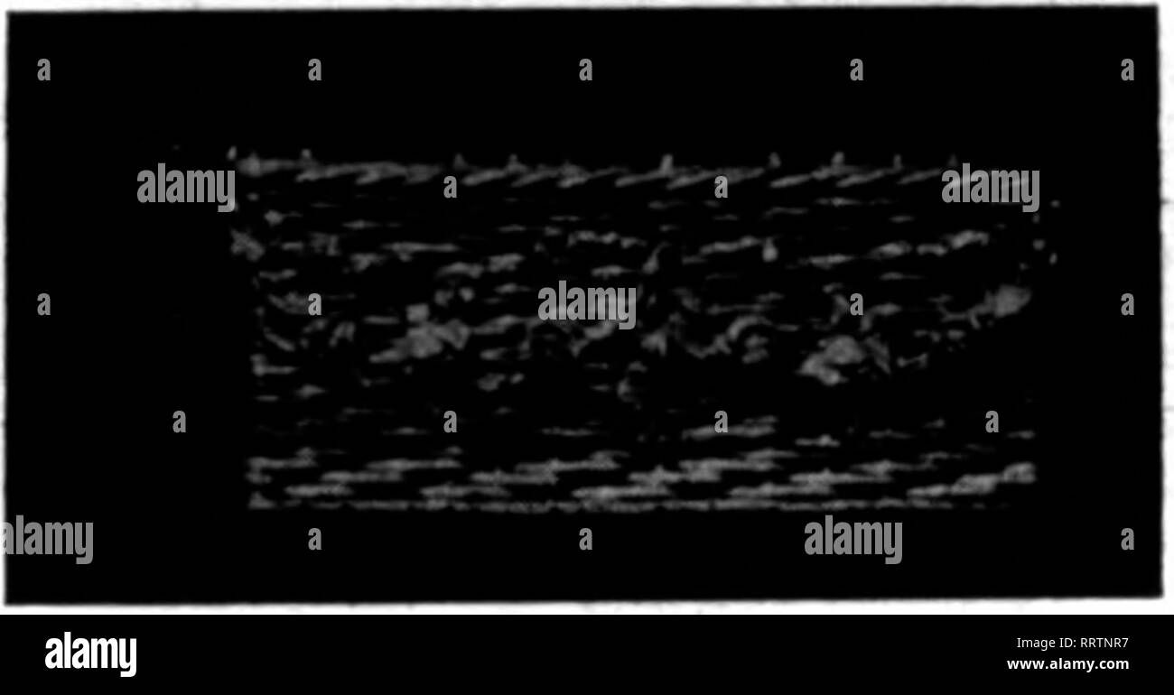 . Les fleuristes [microforme] examen. La floriculture. N° 288 Deoth Largeur Hauteur 258-1 8^^ 2 X 6 X 22 -2 '." X 7 X 25 -3 10 X 7 X 28"un -4 11 X 8 X 30 -5 11^ X 9 X 32 N° 68S88 Boxoa Longueur Largeur Profondeur Fenêtre 65585-12 pouces taille 5 x e^^ s x 16 -18 cm taille 5 x 6 x 2^J'.t | -24cm8ize 5 x 6^ x 25 -taille 30 pouces x 0,6 x 31 7^ J - 56 pouces;taille 6*2 x 8 x, 36. Veuillez noter que ces images sont extraites de la page numérisée des images qui peuvent avoir été retouchées numériquement pour plus de lisibilité - coloration et l'aspect de ces illustrations ne peut pas parfaitement ressembler à l'œuvre originale.. Chicago : les fleuristes Pub. Co Banque D'Images