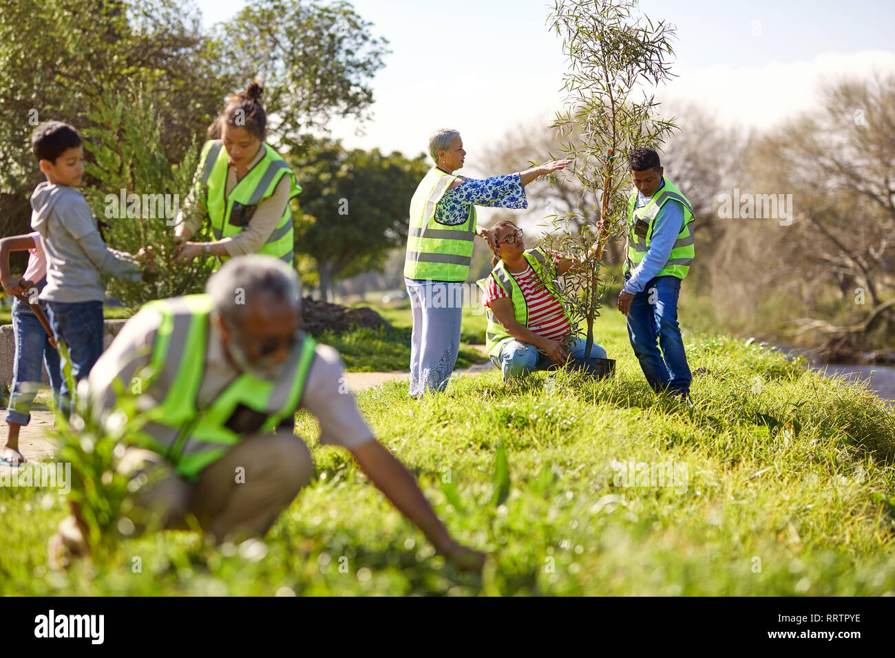 Les bénévoles la plantation d'arbres dans le parc ensoleillé Banque D'Images