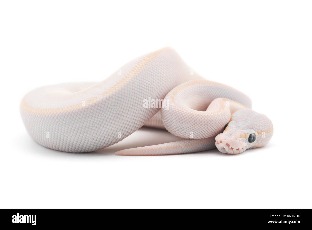 Ball serpent python isolé sur fond blanc Banque D'Images