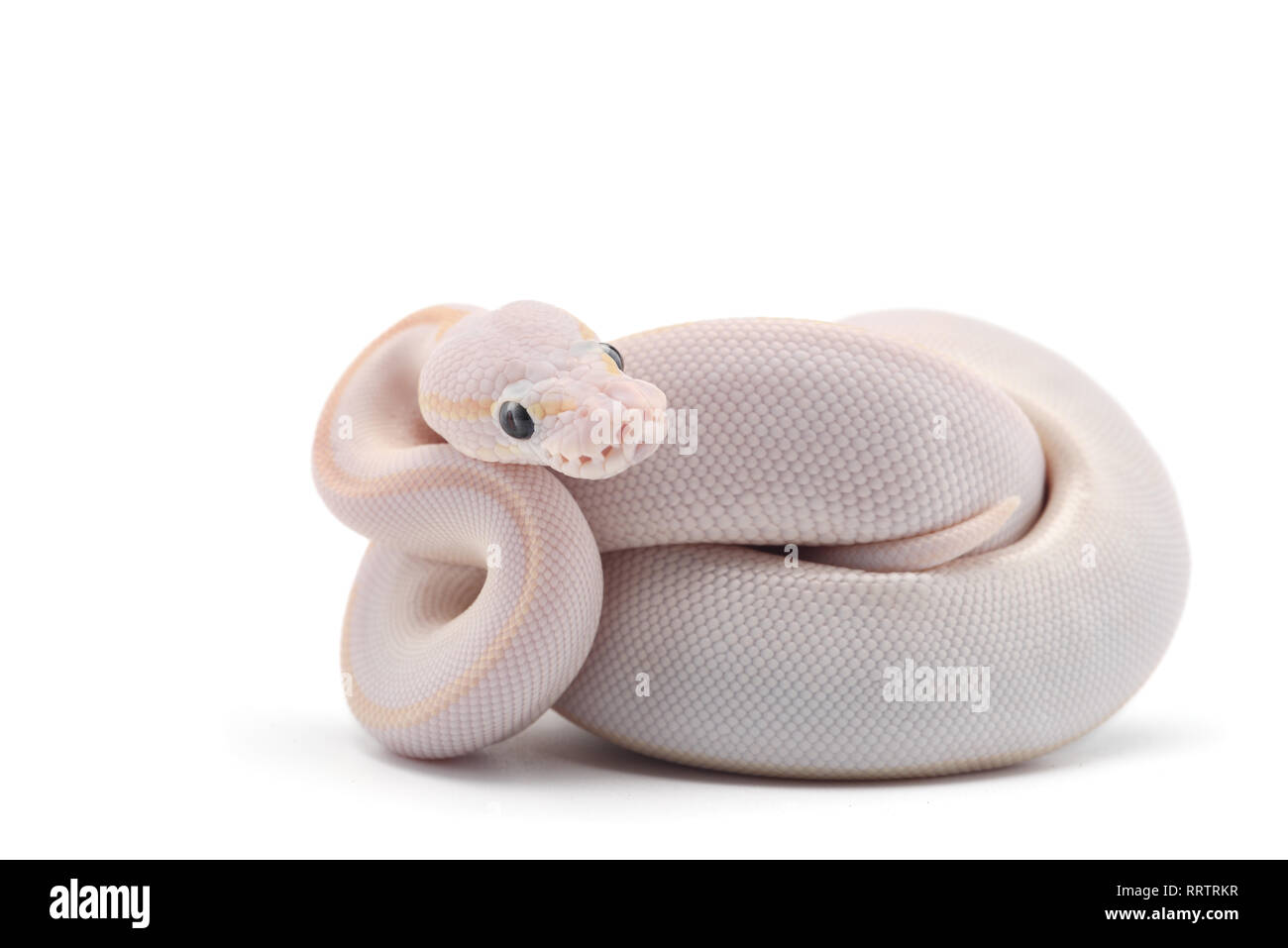 Serpent Python Blanc