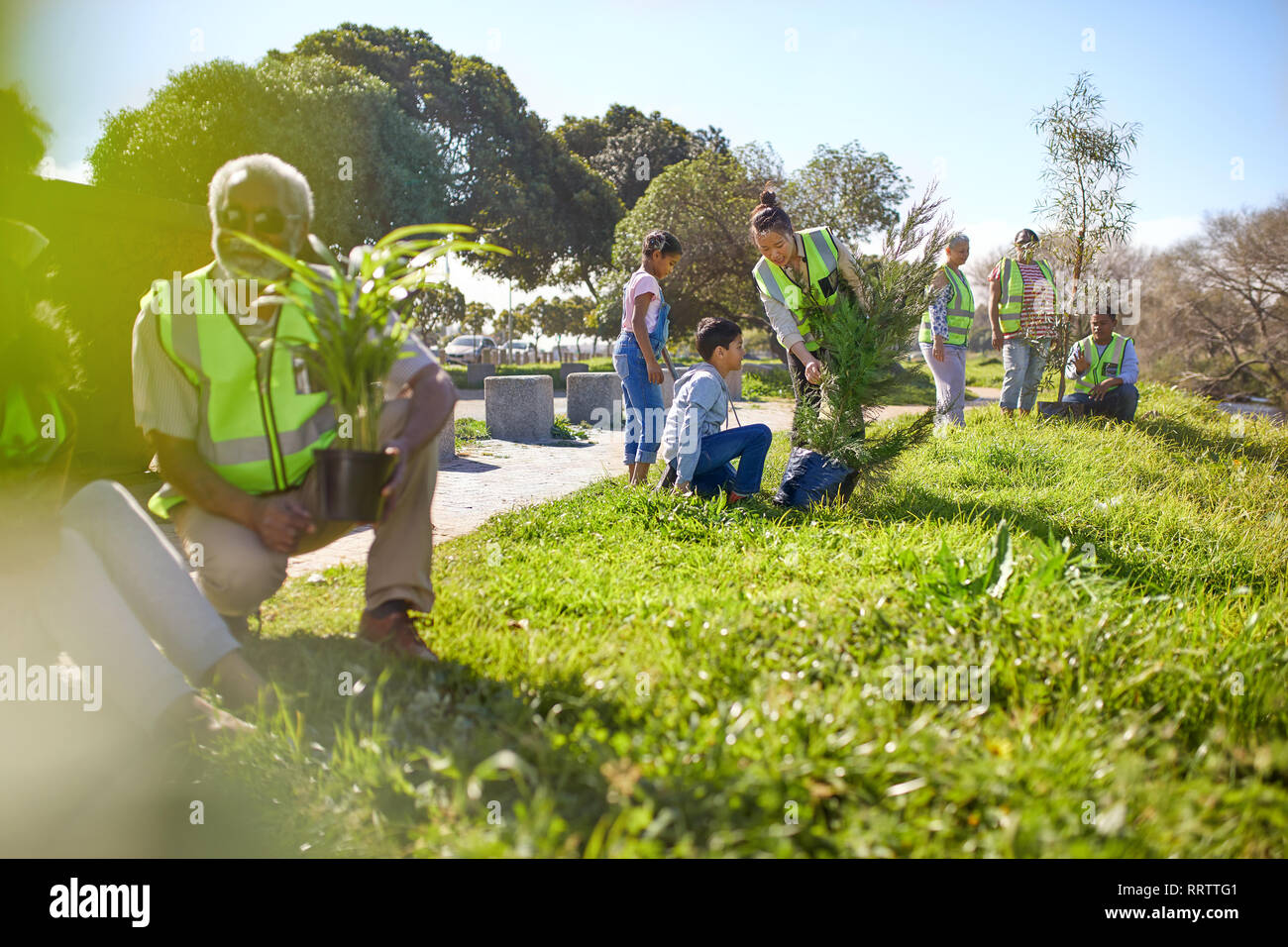 Les bénévoles la plantation d'arbres dans le parc ensoleillé Banque D'Images