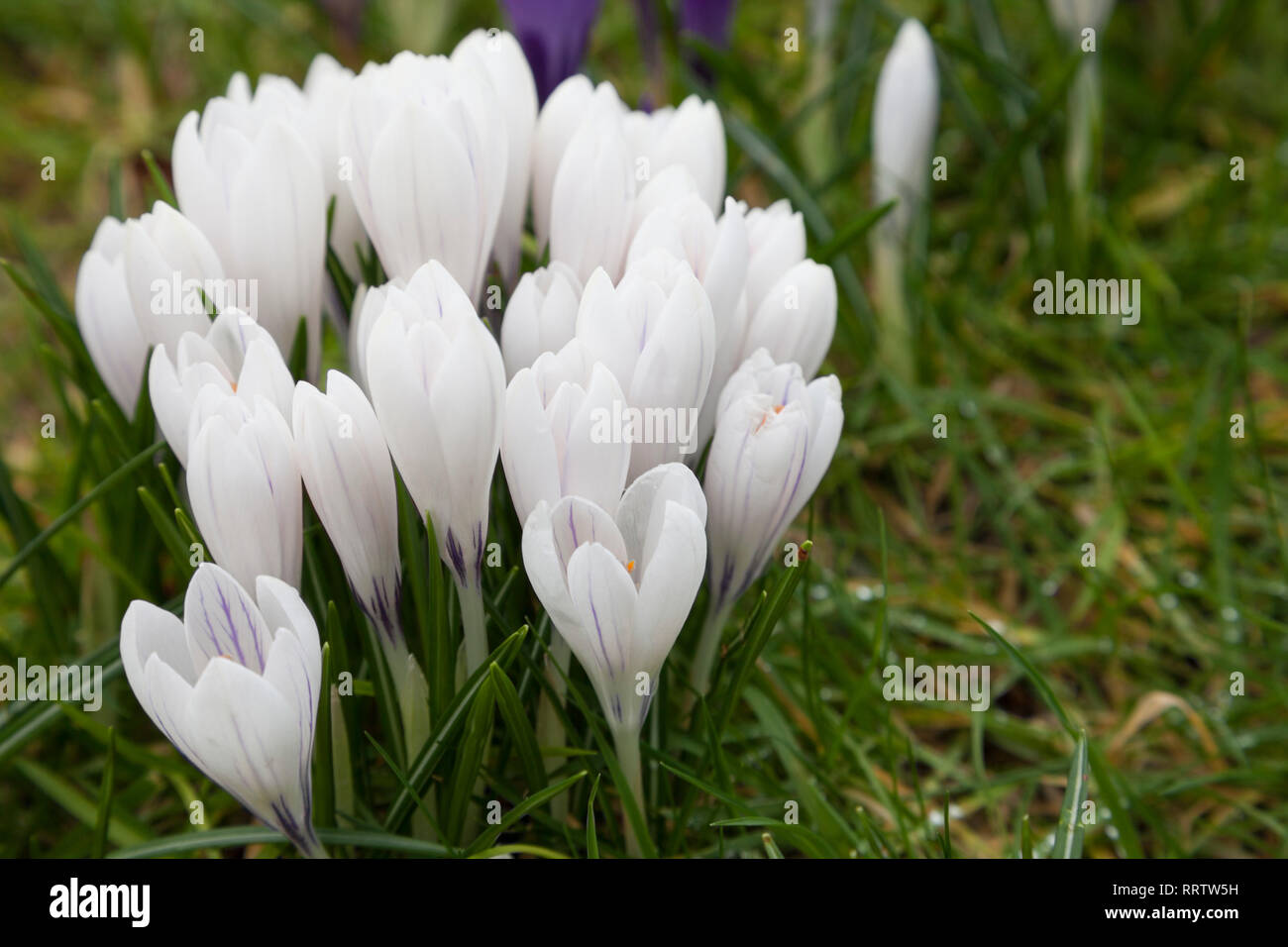 Crocus blanc à fleurs qui poussent à travers l'herbe sur une pelouse Banque D'Images