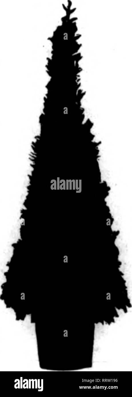 . Les fleuristes [microforme] examen. La floriculture. 70 La revue Apbil^ Fleuristes 17, 1913. Aller EXCÉDENT À UN PRIX 1000 de l'épinette de Norvège Fine, 2 pi. haut, l'ISc et jusqu'GERNAN IRIS,S meilleur nommé-1000, 10.39 ; 100, 1,20 $. Rejeté-100,$1,00 si vous voulez fermer Dahlia glaïeul ou stock à une bonne affaire pour l'argent, envoyer les détails semences centrale &AMP ; CO., ampoule de Benton Harbor (Michigan), mentionner l'examen quand yon écrire. équipée pour une telle inspection et re- quêtes, grâce à la nomination d'inspecteurs de fruits régulièrement, que les agents postaux dit informer les inspecteurs de fruits de l'existence de ces parcelles. C'est SLA Banque D'Images