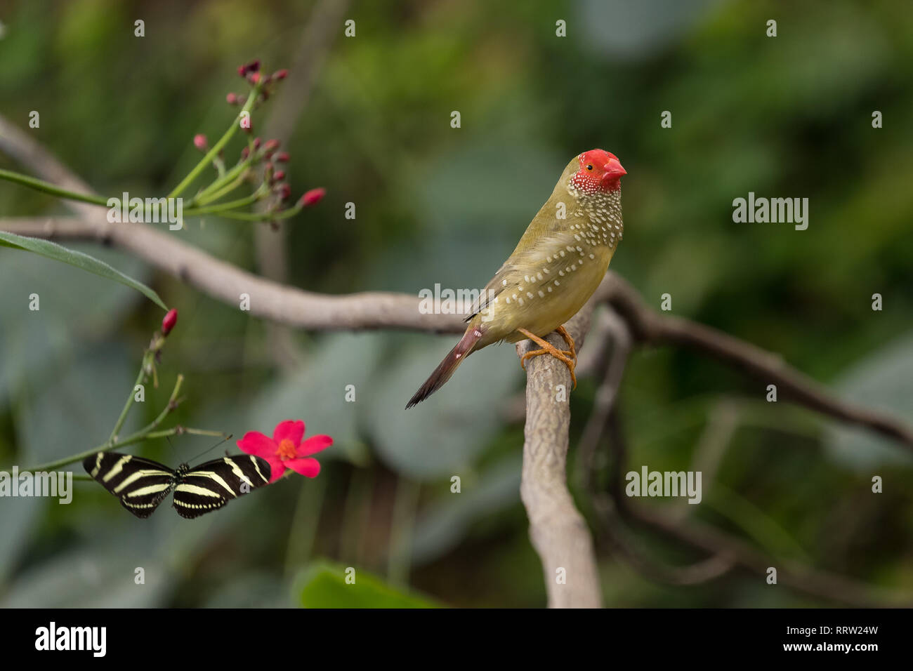 Star Finch perché sur des branches tropicales Banque D'Images