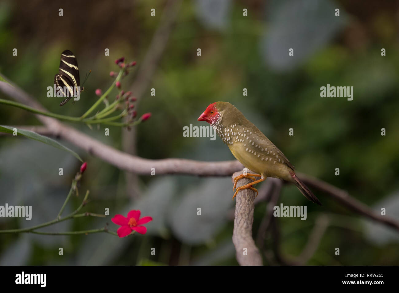 Star Finch perché sur des branches tropicales Banque D'Images
