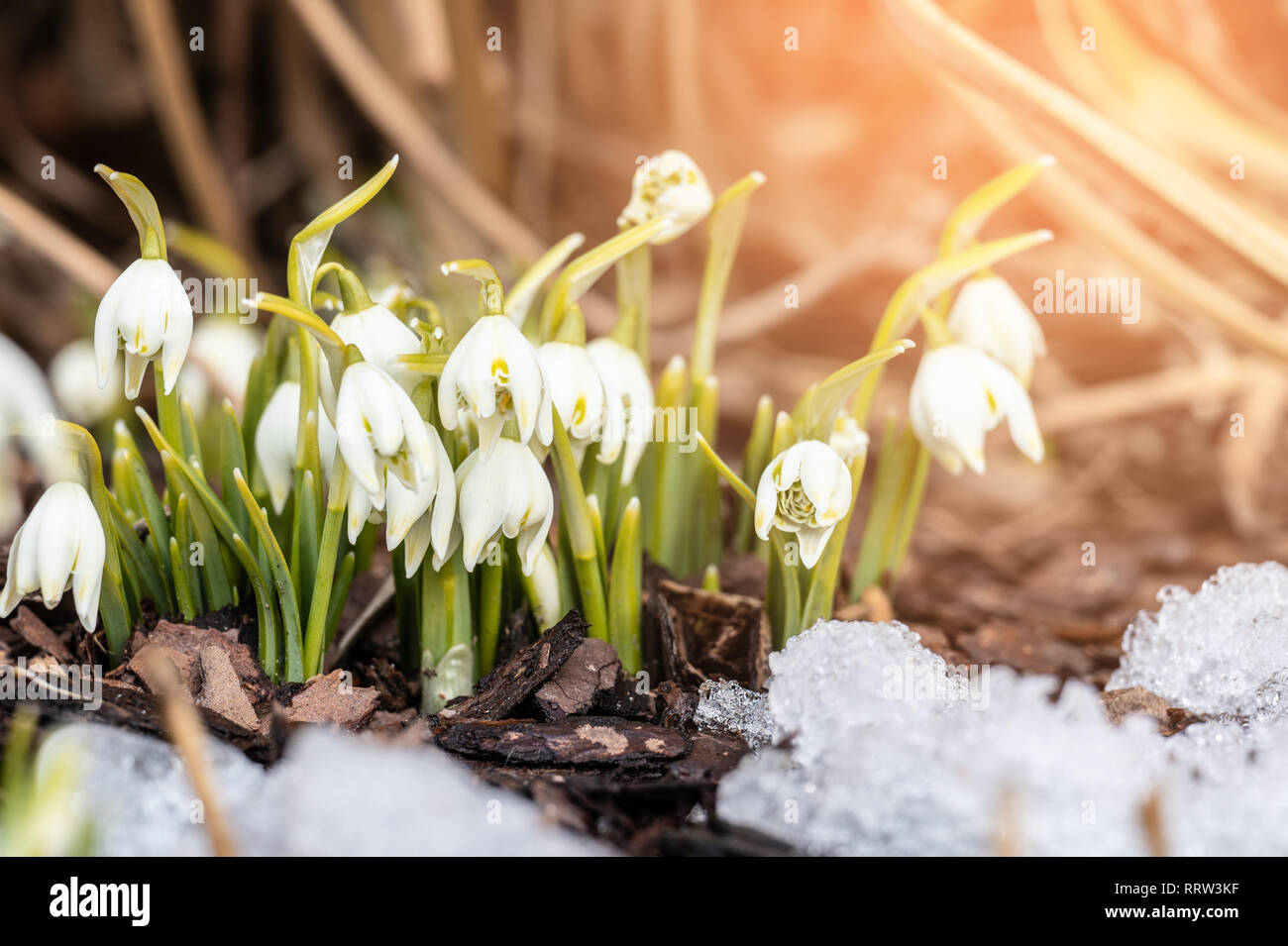 Belle première fleurs du printemps - perce-neige blanc Banque D'Images