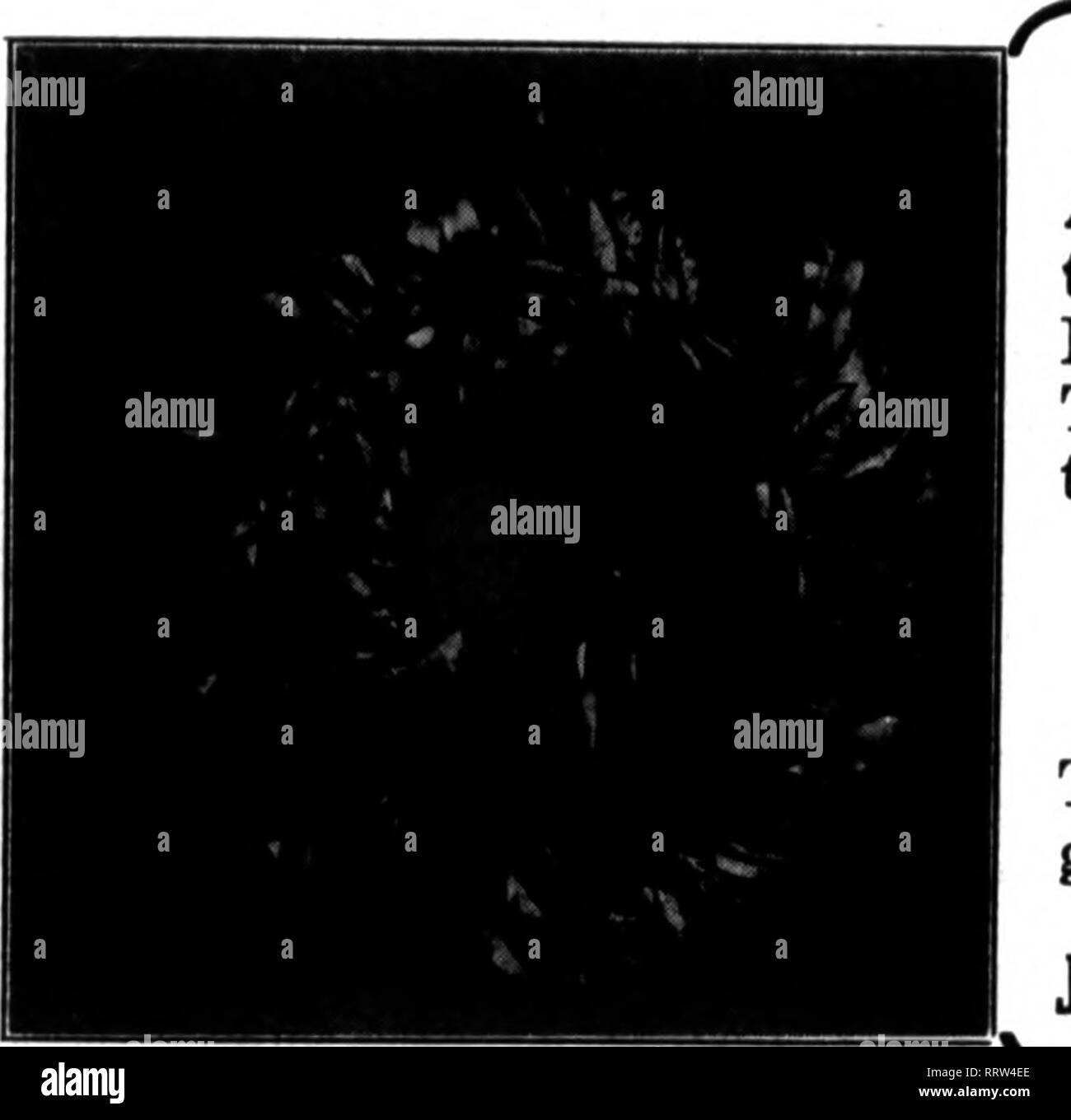 . Les fleuristes [microforme] examen. La floriculture. 38 L'examen pour fleuristes, 19 février 1014.. Fleuristes au détail une couronne prêt pour les fleurs. Aucun client déçu de ces prêts à utiliser des couronnes de Magnolia dans votre stock. Faites sur des trames, en fil mossed marron ou feuilles vertes. Deux cousu dans une boîte, qui assure à l'exécution en parfait état à n'importe quelle partie du pays. 12 LES PRIX. cadre, lorsque vous avez terminé 22 in., $ 6.00 par douz. 14-in., lorsque vous avez terminé 24 in., 7.00 Par douz. 16-in., lorsque vous avez terminé 26 in., 9.00 Par douz. 18-in., lorsque vous avez terminé 28 in., 11,00 pour douz. Ces Banque D'Images