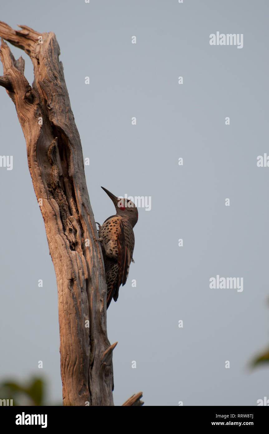 Un scintillement du houblon s'accroche à un dead brown photographié à la nature des terres humides Theler préserver à Belfair, Washington, États-Unis. Banque D'Images