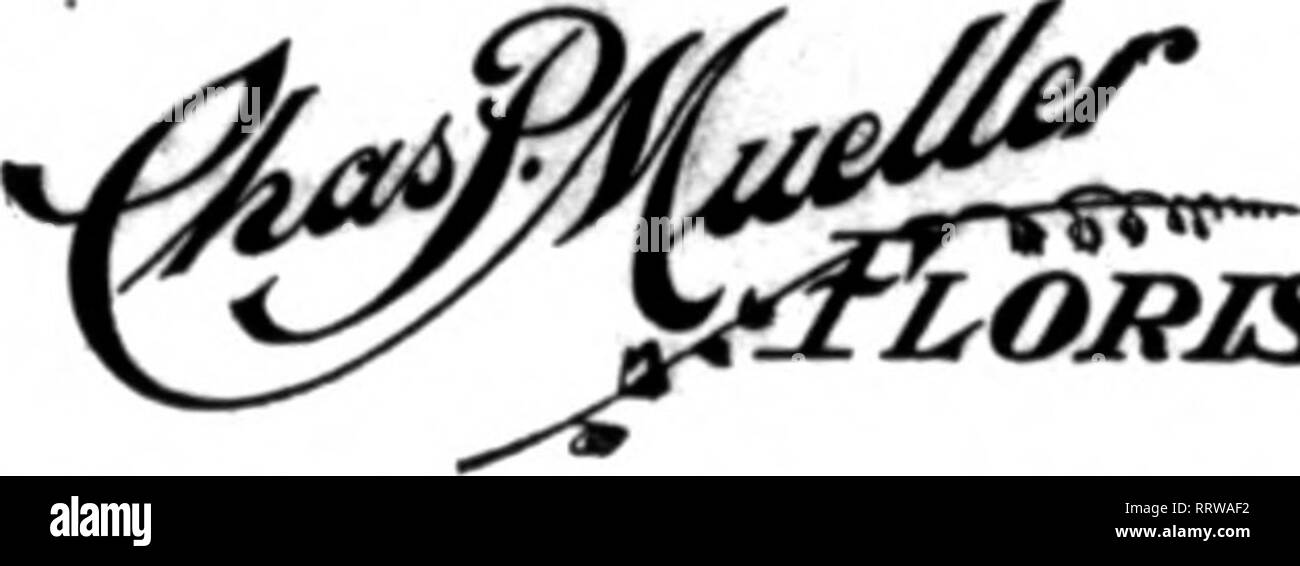 . Les fleuristes [microforme] examen. La floriculture. 41 RUE DU NORD PHELPS FLORAL STUPPY CO. Ordres exécutés au Missouri, l'Iowa, le Kansas et le Nebraska. JOSEPH, les fleuristes Membres Ve Prestation Télégraphe Seattle, Washington Hollywood Gardons 1534 Second Avenue ?EHBEB TKLEGBIPH DILITIBT8 LES FLEURISTES Floral Tonseth Co. 188 6ème rue Portland Oregon mS*" pour la livraison du Wisconsin off "Les Fleurs" 0"t en contact avec J. E. GOLDMAN JONES FREDERICKS, Sheboyiran Wisconsin toujours tfie quand wcitiag* Examen fleuristes annonceurs.. LORJST KANSAS Producteur de fleurs Chat Choix. Membre du Teleeraph DellTe pour Fleuristes Banque D'Images