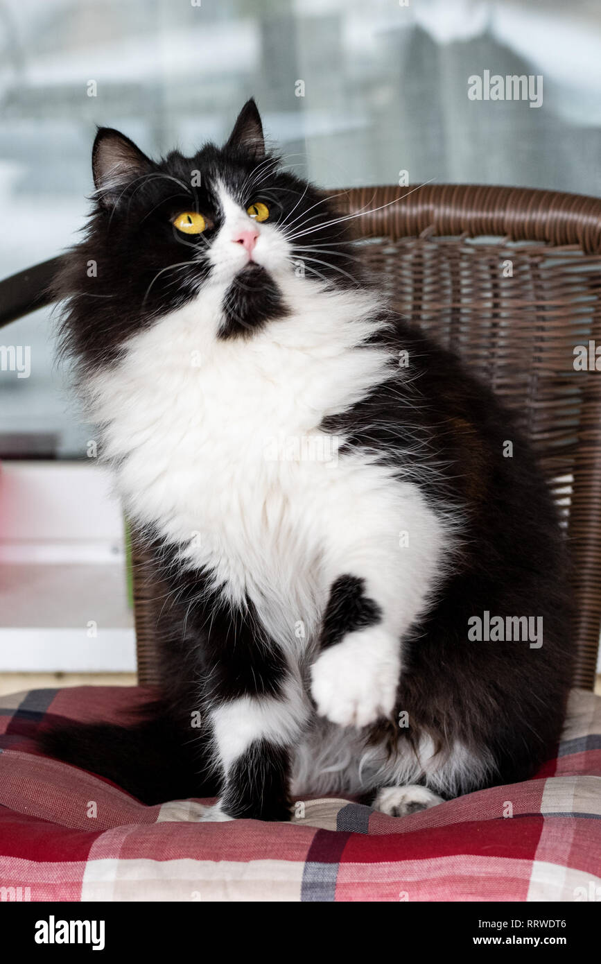 Adorable fluffy cat sitting avec une patte soulevée à la recherche jusqu'à droite. Intérieur très agréable avec de superbes yeux félin Banque D'Images