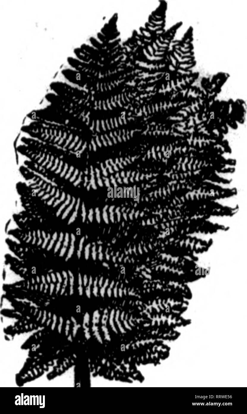 . Les fleuristes [microforme] examen. La floriculture. "R". ?* ?.  ?"•' ? ?. ? ?.-- : ? ? ?,". •&Lt ; ?", 40 l'examen pour fleuristes Mabch 5. 1914. Sternes fantaisie Fln"st stock dans e pays" c'est maintenant le temps d'organiser votre alimentation de la saison. Nous pouvons vous fournir avec un bon stock de l'année. p 2,50 $ par 1 000 l^^^EST SS SU. 2,50 $ par 1000 /^ ? ?K^^^AHDJ2"S|m|^ Placez votre règlement avec nous. f la totalité des crédits en tout temps. Pas de pénurie. ^tUUHlfffBHPBBBK^ ,^^^^^^^^^^^^^^ vert bronze importés et des paniers de Magnolia 1,75$ ; 6 paniers, chacun, 1,50 $ ' ^^mvvwlTWI WSaMa^ ?Galax feuilles, vert et bronze par 1000, 1,50 $ ; c Banque D'Images