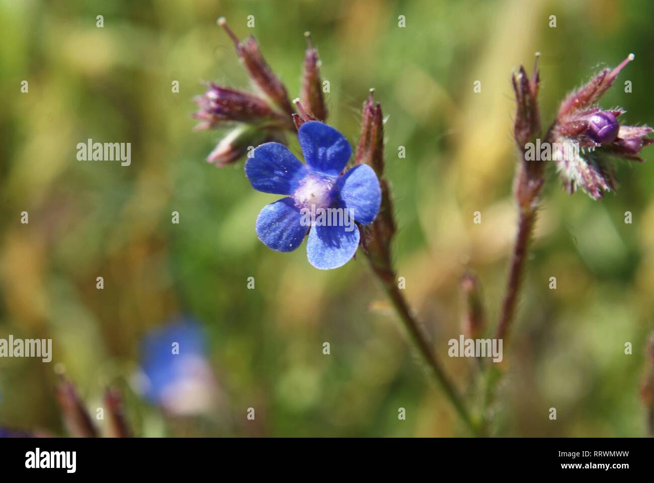 Anchusa azurea Banque D'Images