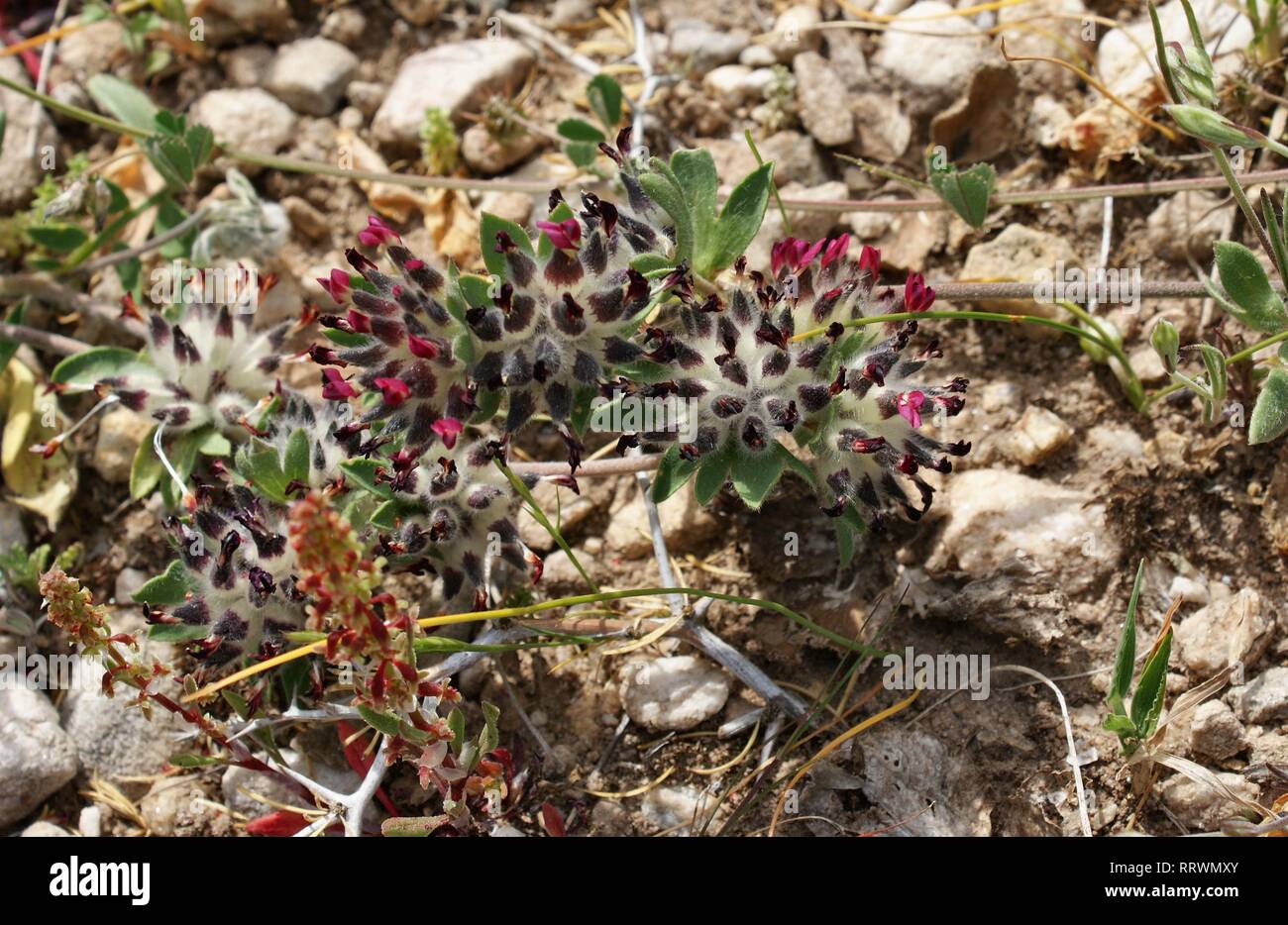 Anthyllis vulneraria Banque D'Images