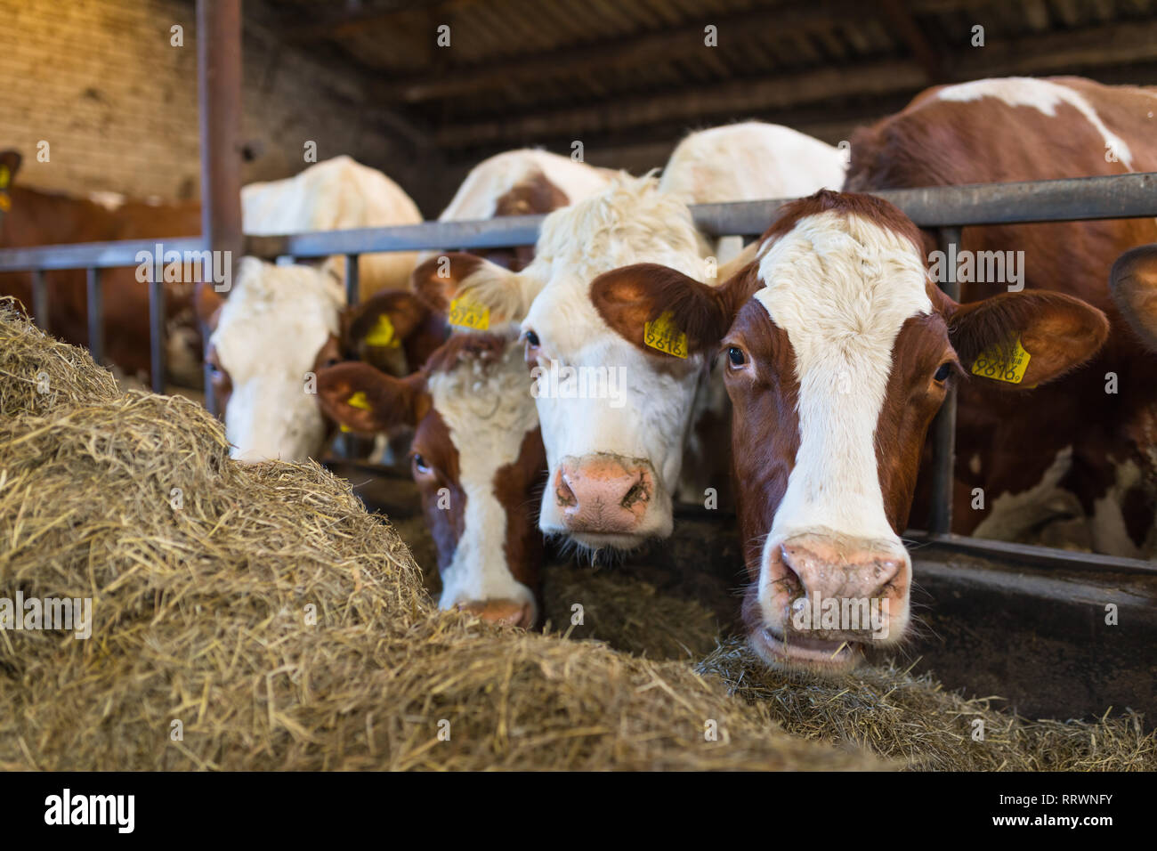 Red Holstein vaches IRM piscine manger du foin à l'étable Banque D'Images