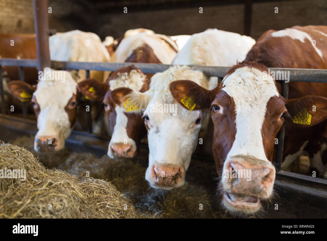 Red Holstein vaches IRM piscine manger du foin à l'étable Banque D'Images