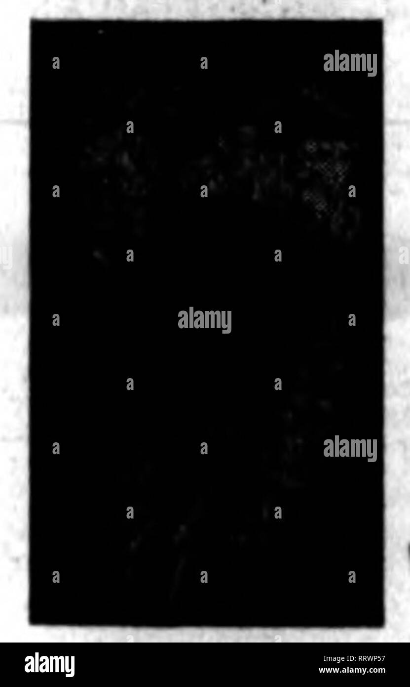 . Les fleuristes [microforme] examen. Oaarmnteed nnder ponoH. Floriculture l'Insecticide Loi. 1910 N° de série 821 Enregistrez vos plantes et arbres. Juste le ton pour les émissions et l'utilisation à l'extérieur. Monts-mealy détruit Buff, Brown et blanc Échelle, thrips, araignée rouge, noir et vert Fly, mites, fourmis, etc., sans dommage aux plantes et sans odeur est utilisé conformément au mode d'emploi notre Insecticide standard empêche ravaprea sur vos cultures par les insectes. Les non-pouonoua et inoffensif pour l'utilisateur et de l'usine. Leadins les semenciers et les fleuristes ont utilisé avec des résultats merveilleux. Détruit les poux dans les poulaillers, les puces sur les chiens et tous les Banque D'Images