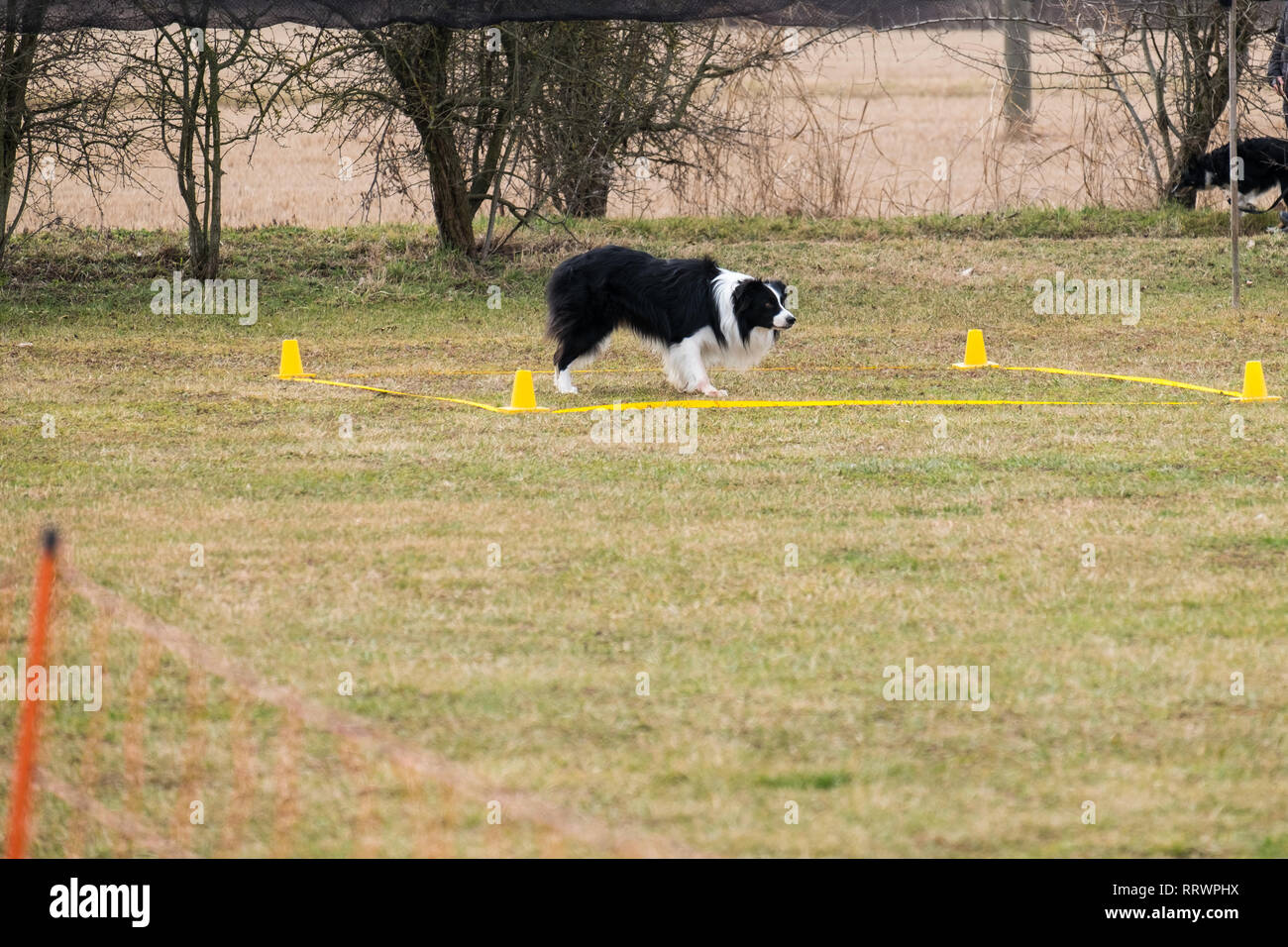 Un border collie Berger est d'exécuter la commande' reste stationnaire dans un carré délimité dans un pré. C'est une race de chiens qui est très pop Banque D'Images