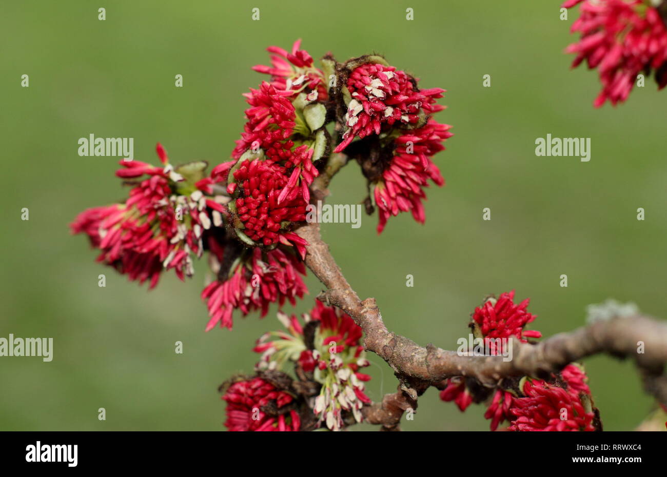Parrotia persica. Fleurs d'hiver de l'arbre d'ironwood perse - Janvier, UK garden Banque D'Images