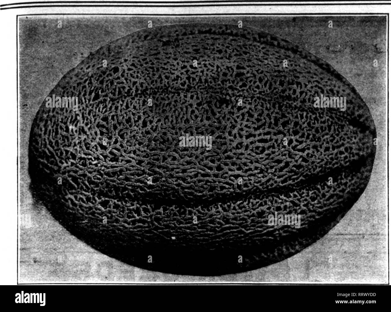 . Les fleuristes [microforme] examen. La floriculture. FEBBUART 15, 1912. L'hebdomadaire les fleuristes d'examen. 69. Le PERRY'S DEFENDER.laUSKBfEL sur prown sous lrrl) ?atlon par WESTERN SEED CO. IRRIGATION S FREMONT, producteurs de semences et les concessionnaires. Spécialités : concombre, de musc et de melon, citrouille, courge, maïs sucré et sur le terrain. Mentionner l'examen lorsque vous écrivez. Le Nebraska. Veuillez noter que ces images sont extraites de la page numérisée des images qui peuvent avoir été retouchées numériquement pour plus de lisibilité - coloration et l'aspect de ces illustrations ne peut pas parfaitement ressembler à l'œuvre originale.. Chicago : les fleuristes Pub. Co Banque D'Images