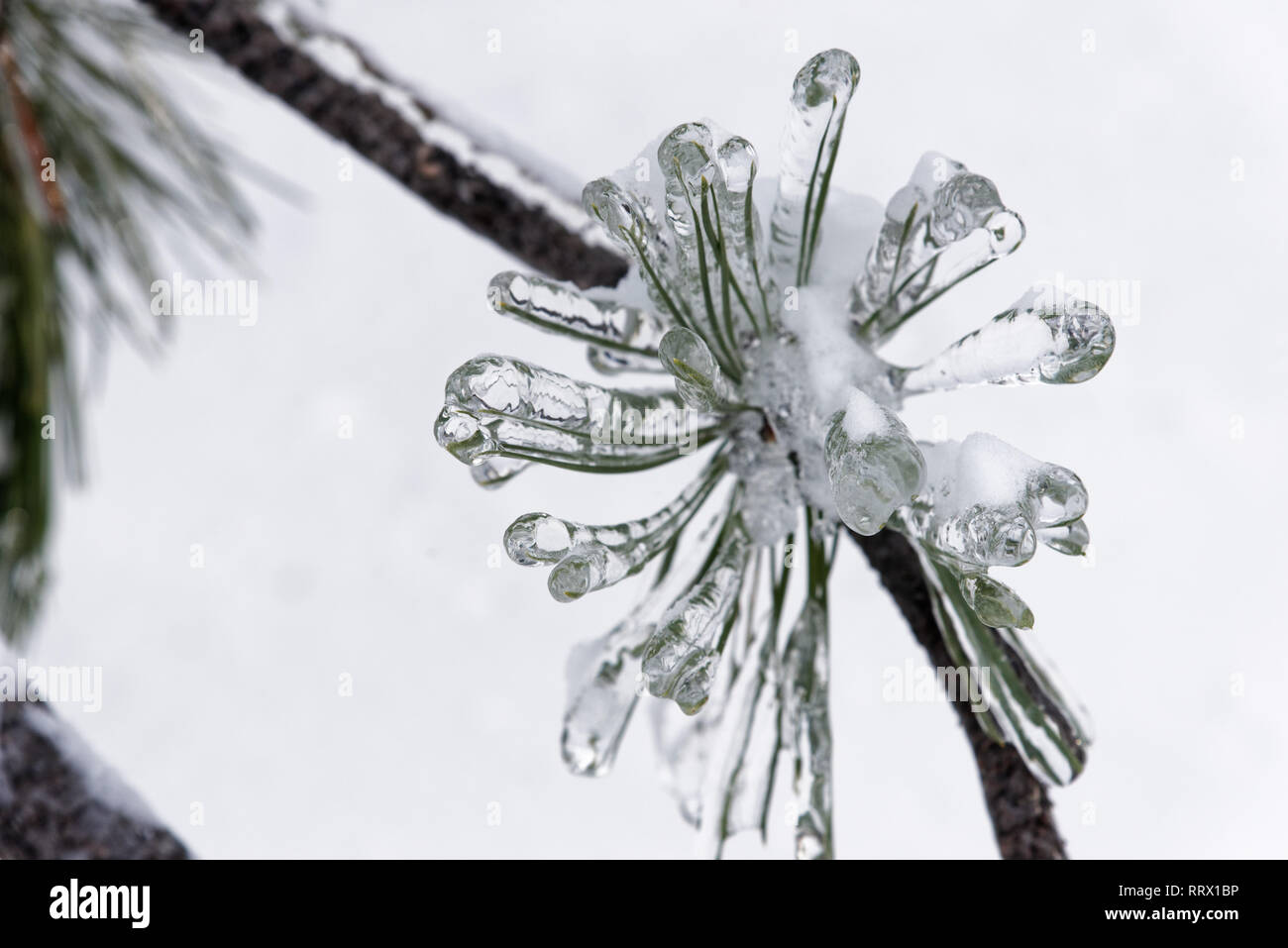 Les aiguilles de pin enrobé de glace après la pluie verglaçante au Québec, Canada Banque D'Images