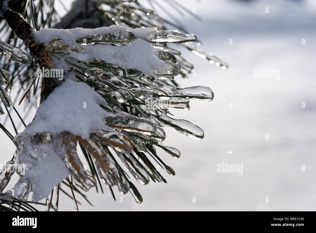Les aiguilles de pin enrobé de glace après la pluie verglaçante au Québec, Canada Banque D'Images