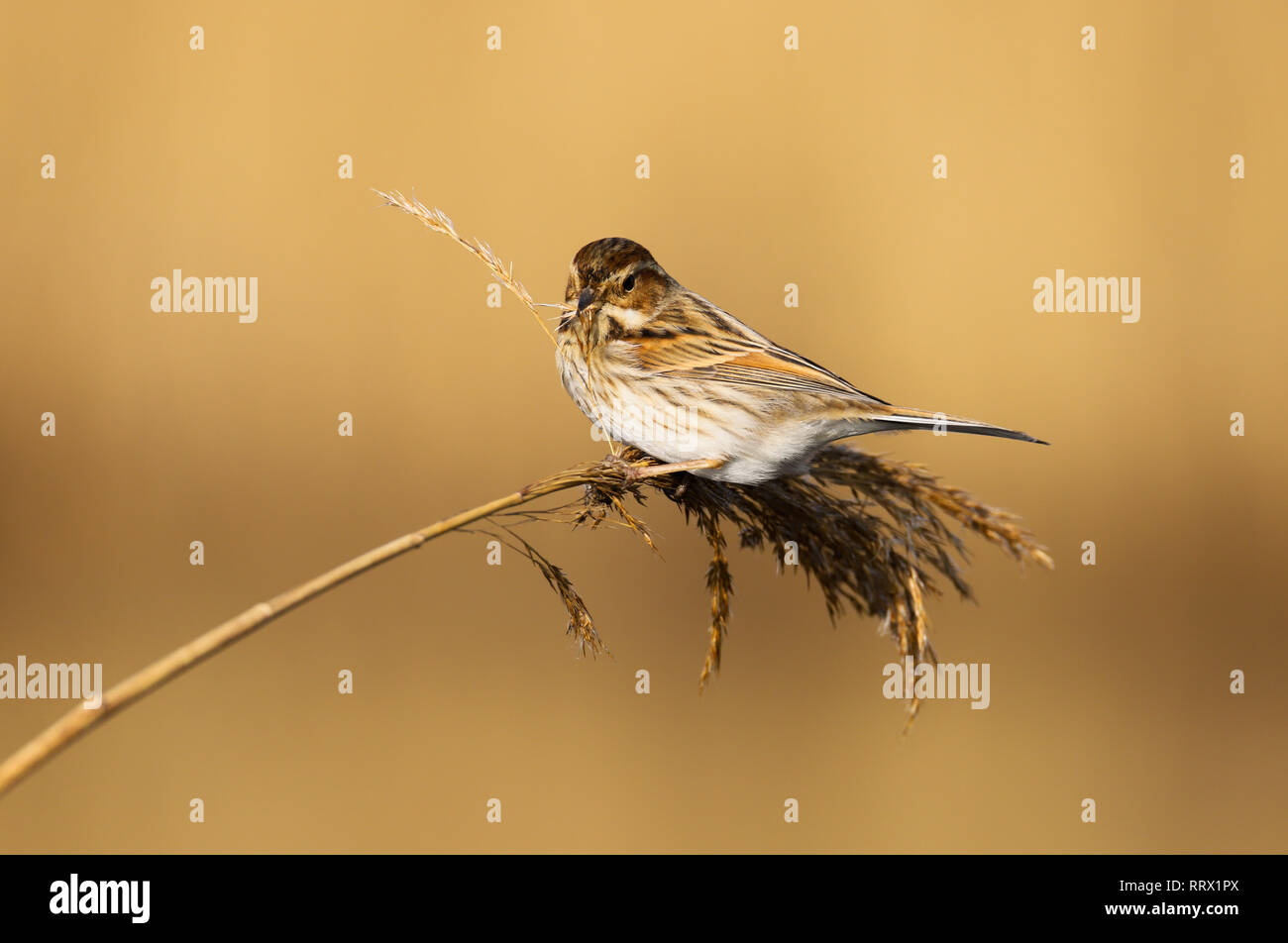 Bruant des roseaux (Emberiza schoeniclus) femelle de manger les graines dans les roselières à Cardiff Bay Cardiff, réserve naturelle des zones humides, dans le sud du Pays de Galles, Royaume-Uni Banque D'Images