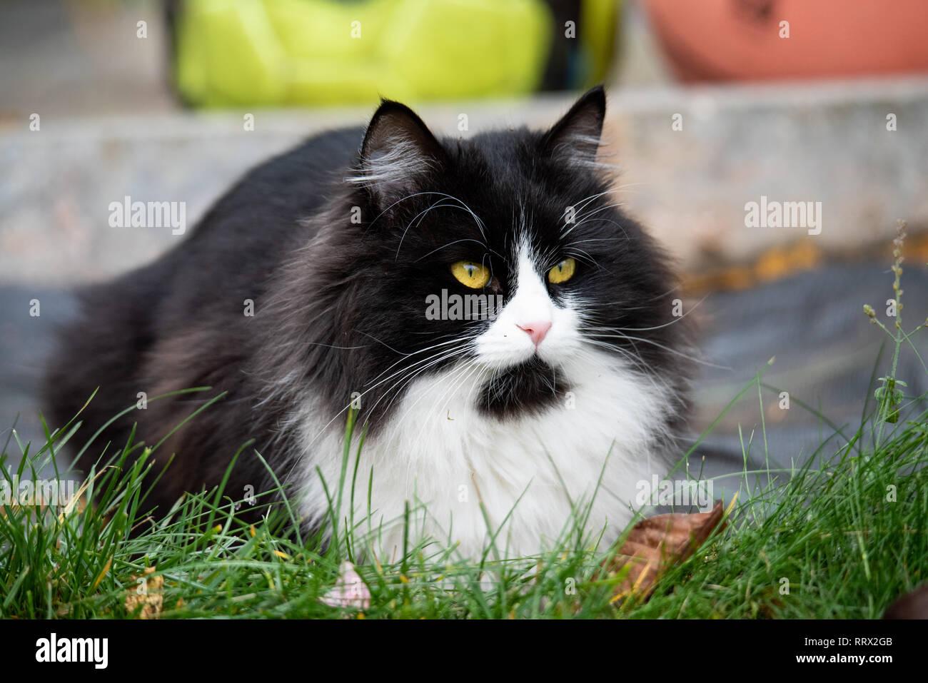 Adorable chat mignon assis dans le jardin sur l'herbe verte. Chunky adorable et grassouillet feline Banque D'Images
